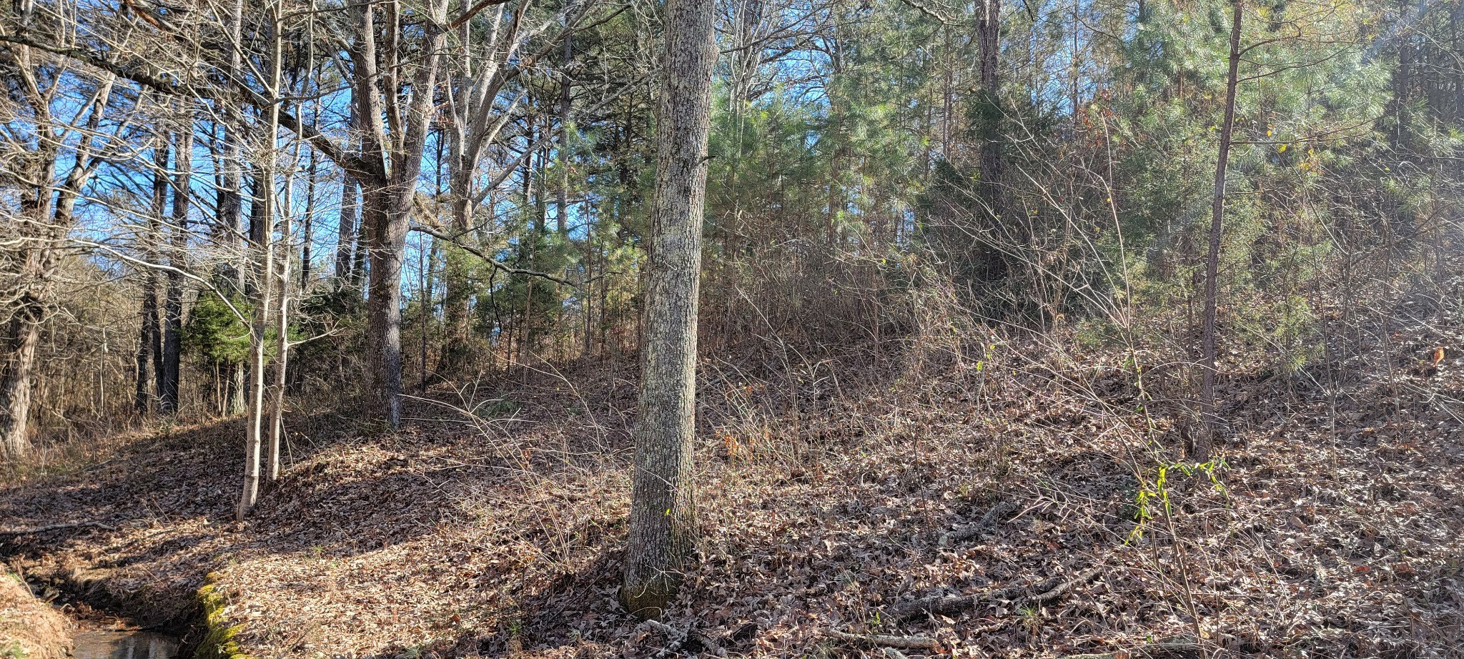 1113 Fall River Road Lawrenceburg, TN 38464 - Photo 3 of 8 a view of a forest