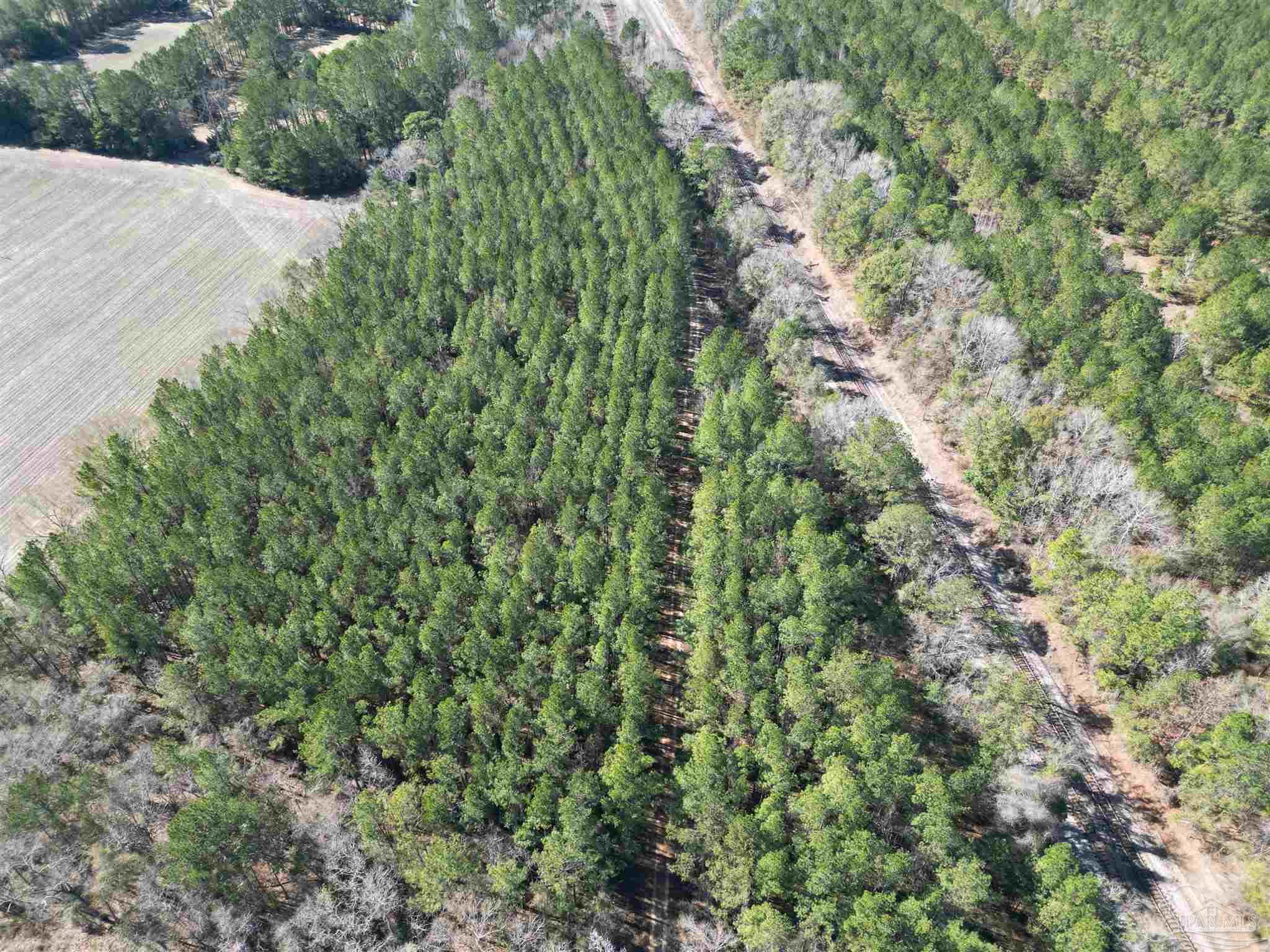 a view of a bunch of trees