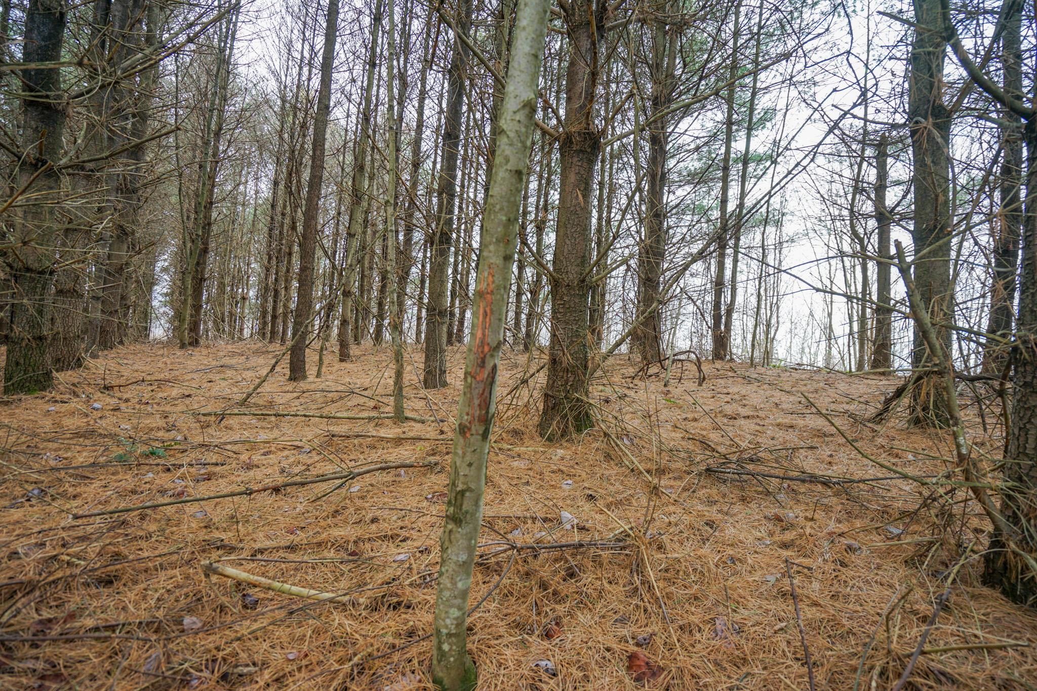 0 Fogle Road Caldwell, OH 43724 - Photo 25 of 42 DSC09909