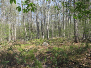 27 Logging Hill Road Bow, NH 03304 - Photo 3 of 11 Gallery Image 3
