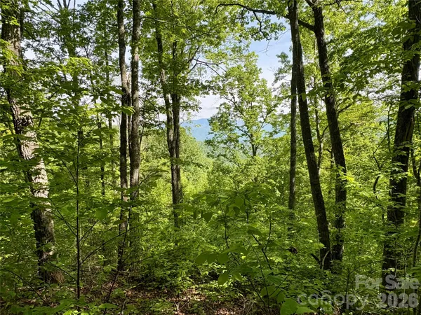 a view of forest