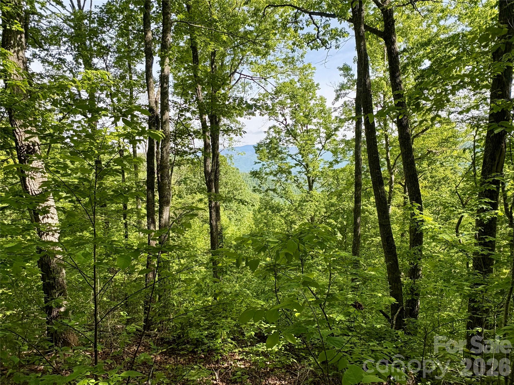 0 Carpenter Road Bryson City, NC 28713 - Photo 1 of 27 a view of forest