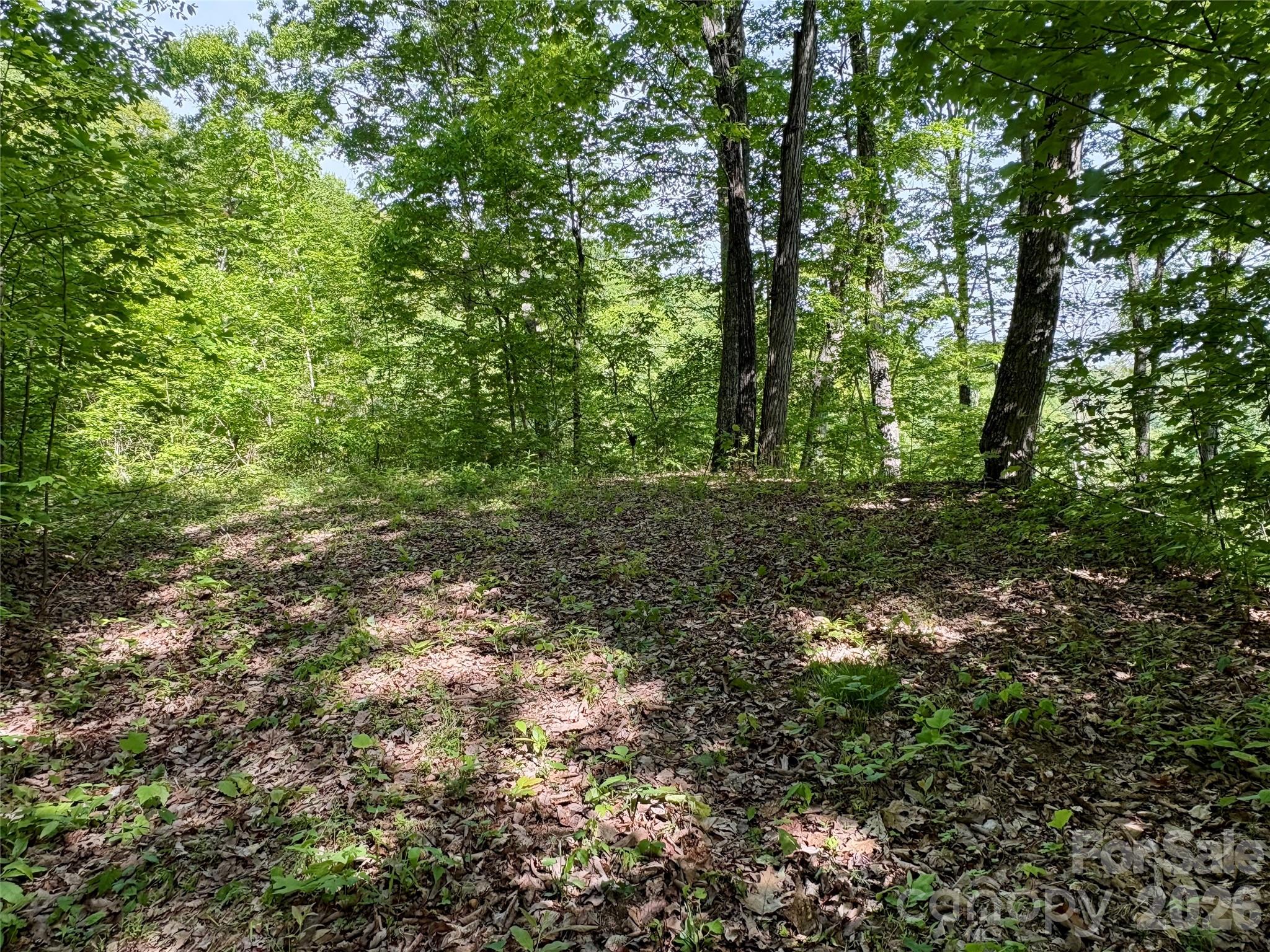 0 Carpenter Road Bryson City, NC 28713 - Photo 11 of 27 a view of a lush green forest