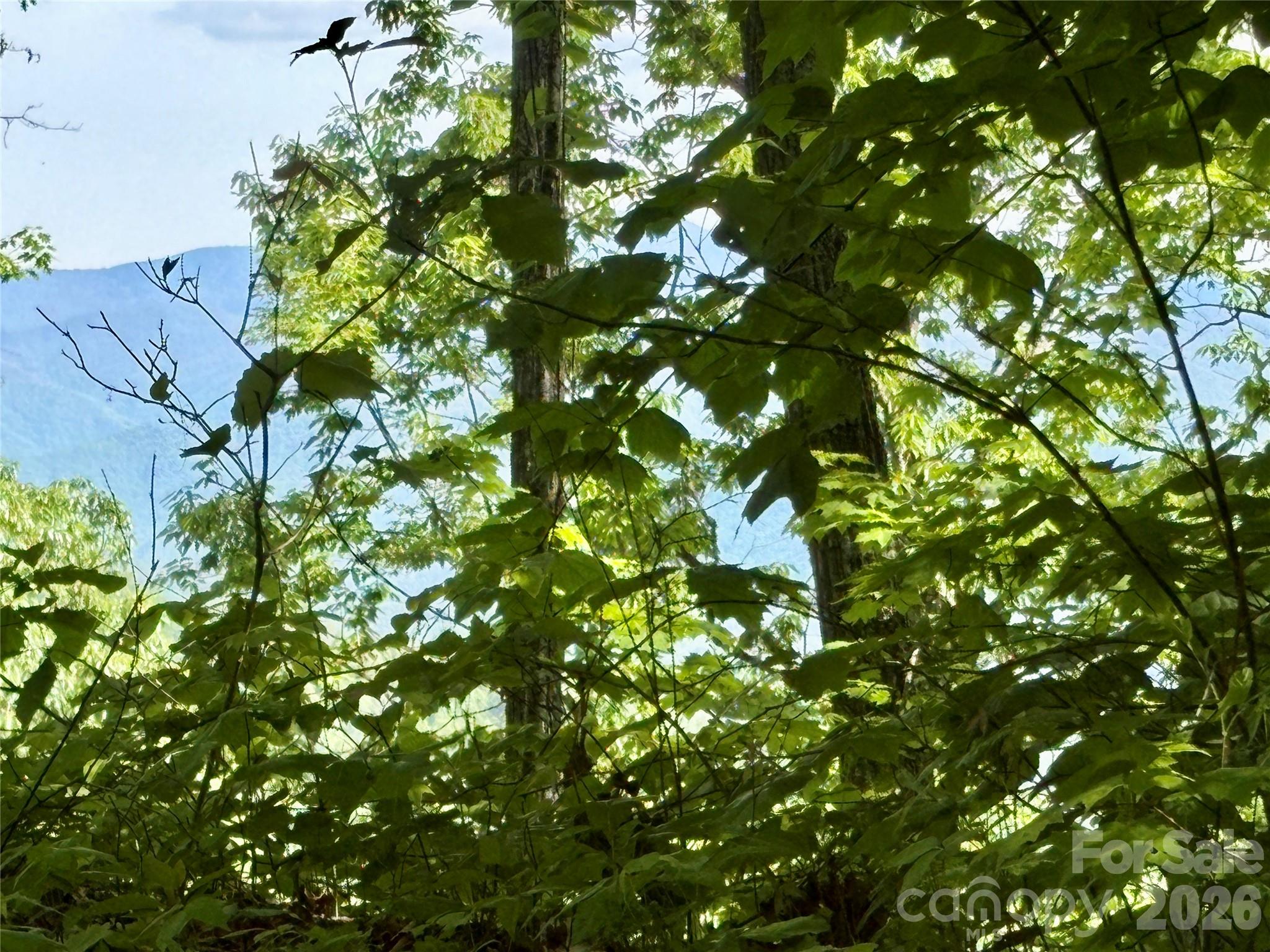 0 Carpenter Road Bryson City, NC 28713 - Photo 12 of 27 a view of a tree