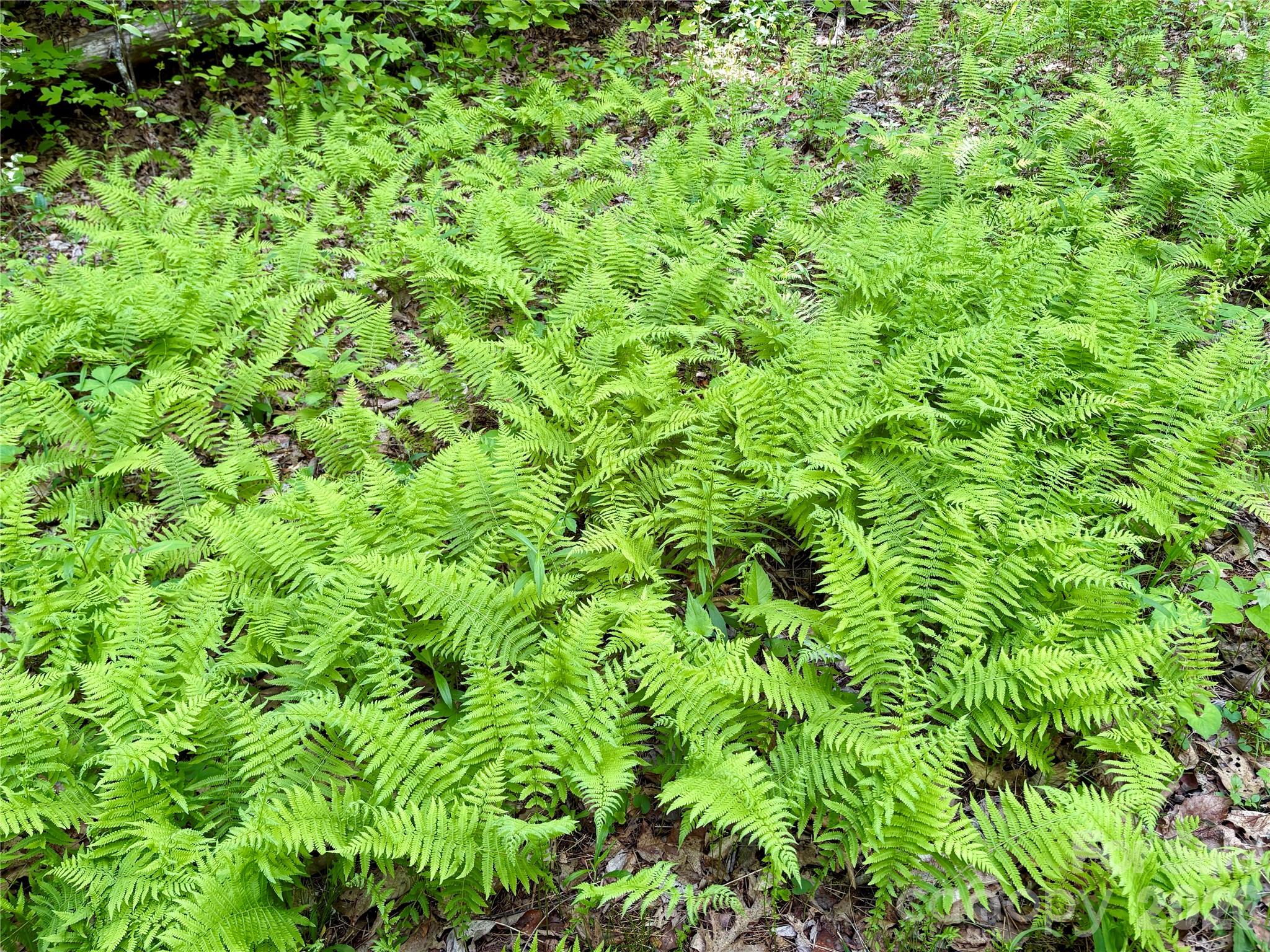 0 Carpenter Road Bryson City, NC 28713 - Photo 14 of 27 a view of a lush green space