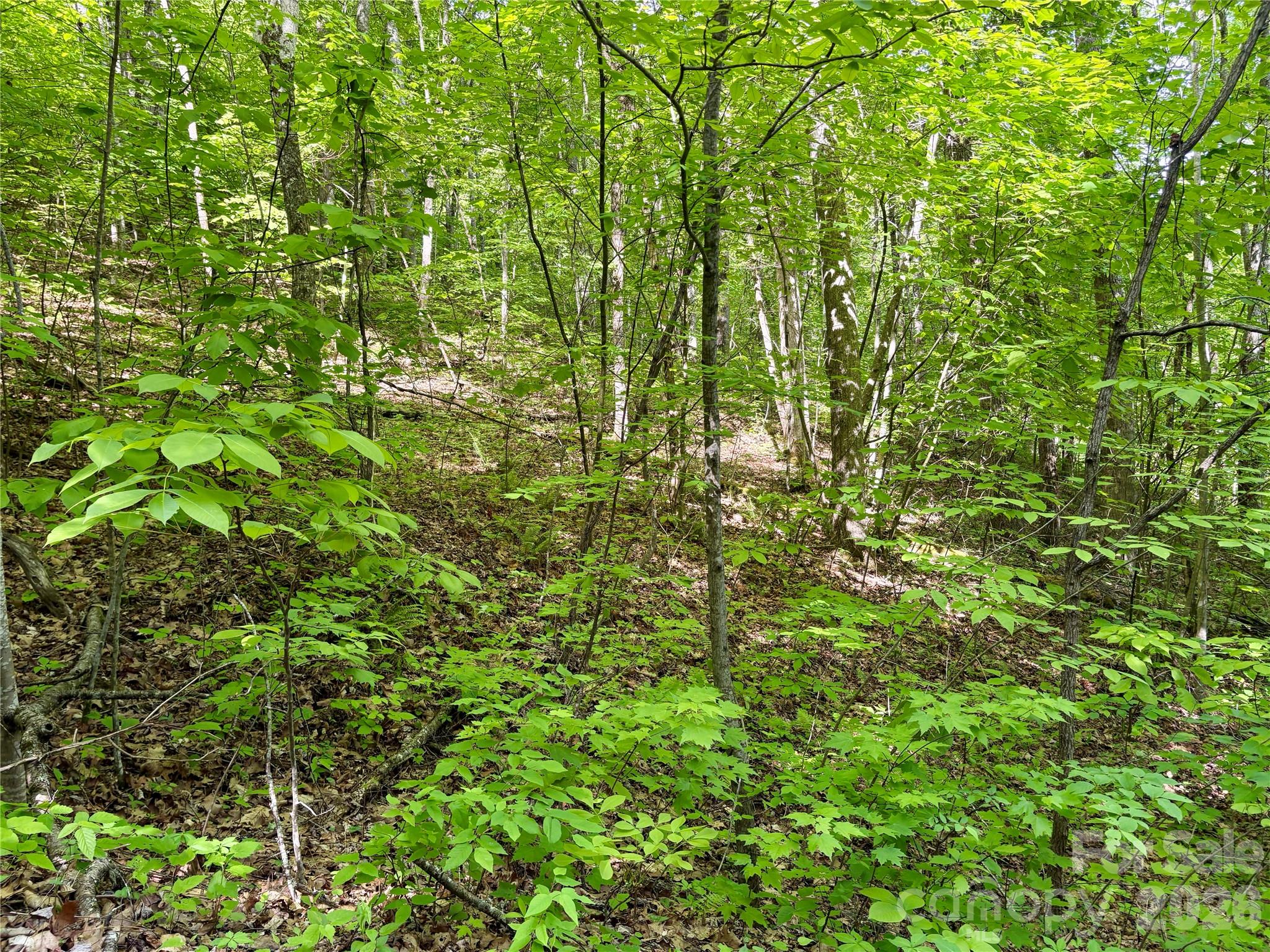 0 Carpenter Road Bryson City, NC 28713 - Photo 20 of 27 a view of a lush green forest