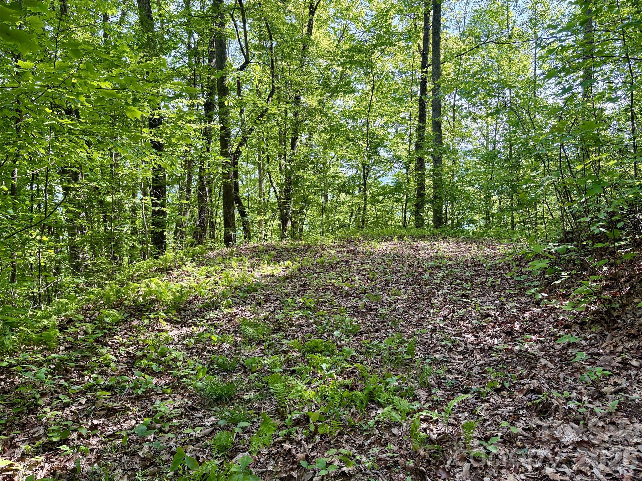 0 Carpenter Road Bryson City, NC 28713 - Photo 21 of 27 a big yard with lots of green space