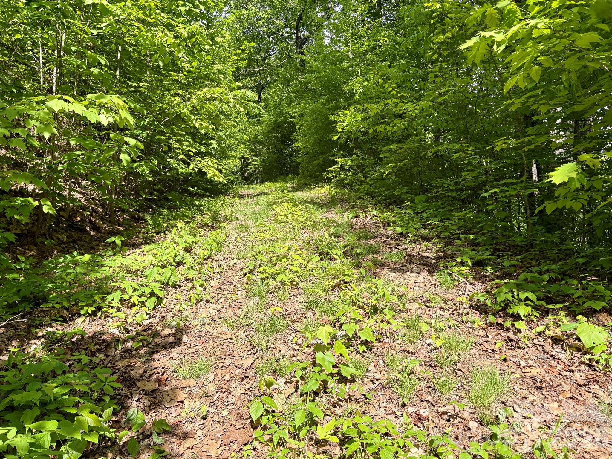 0 Carpenter Road Bryson City, NC 28713 - Photo 22 of 27 a view of a yard