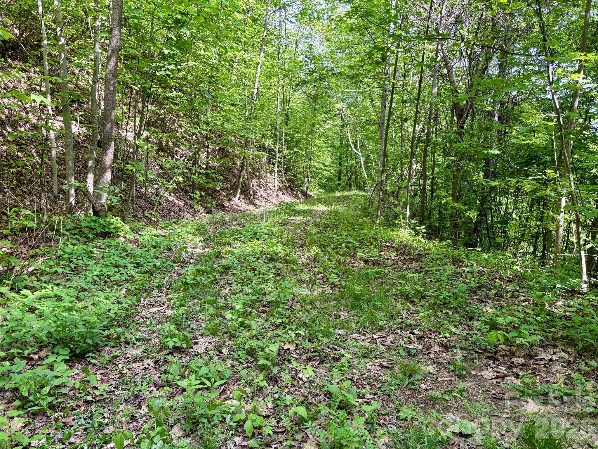 0 Carpenter Road Bryson City, NC 28713 - Photo 23 of 27 a view of a lush green forest