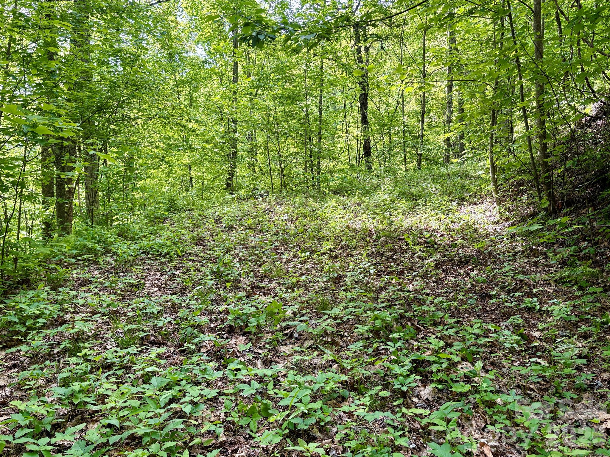 0 Carpenter Road Bryson City, NC 28713 - Photo 26 of 27 a view of a lush green forest