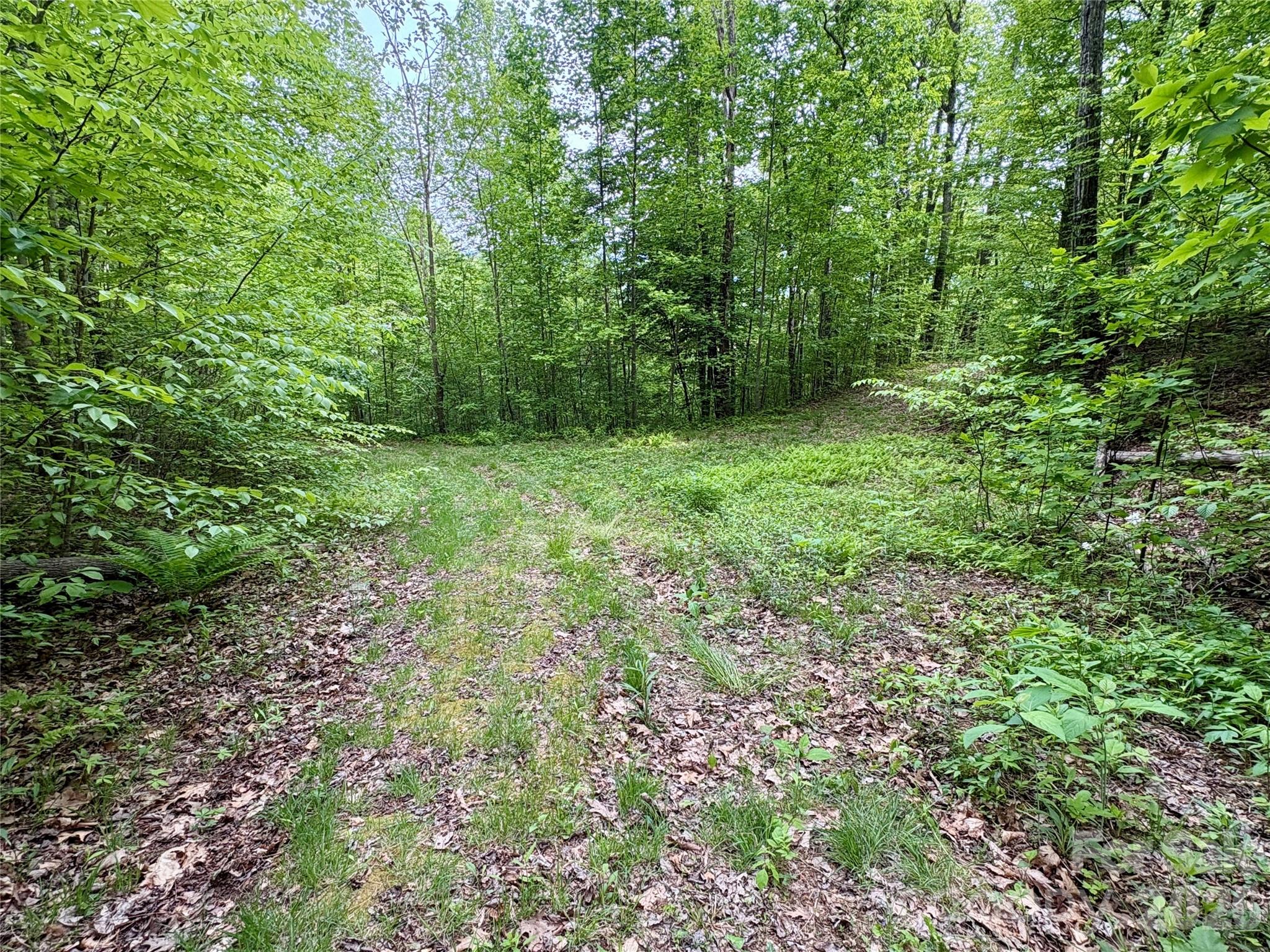 0 Carpenter Road Bryson City, NC 28713 - Photo 27 of 27 a view of a lush green forest
