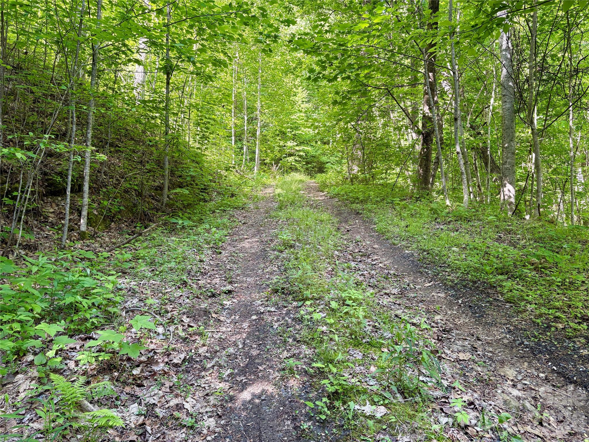 0 Carpenter Road Bryson City, NC 28713 - Photo 4 of 27 a view of a lush green forest