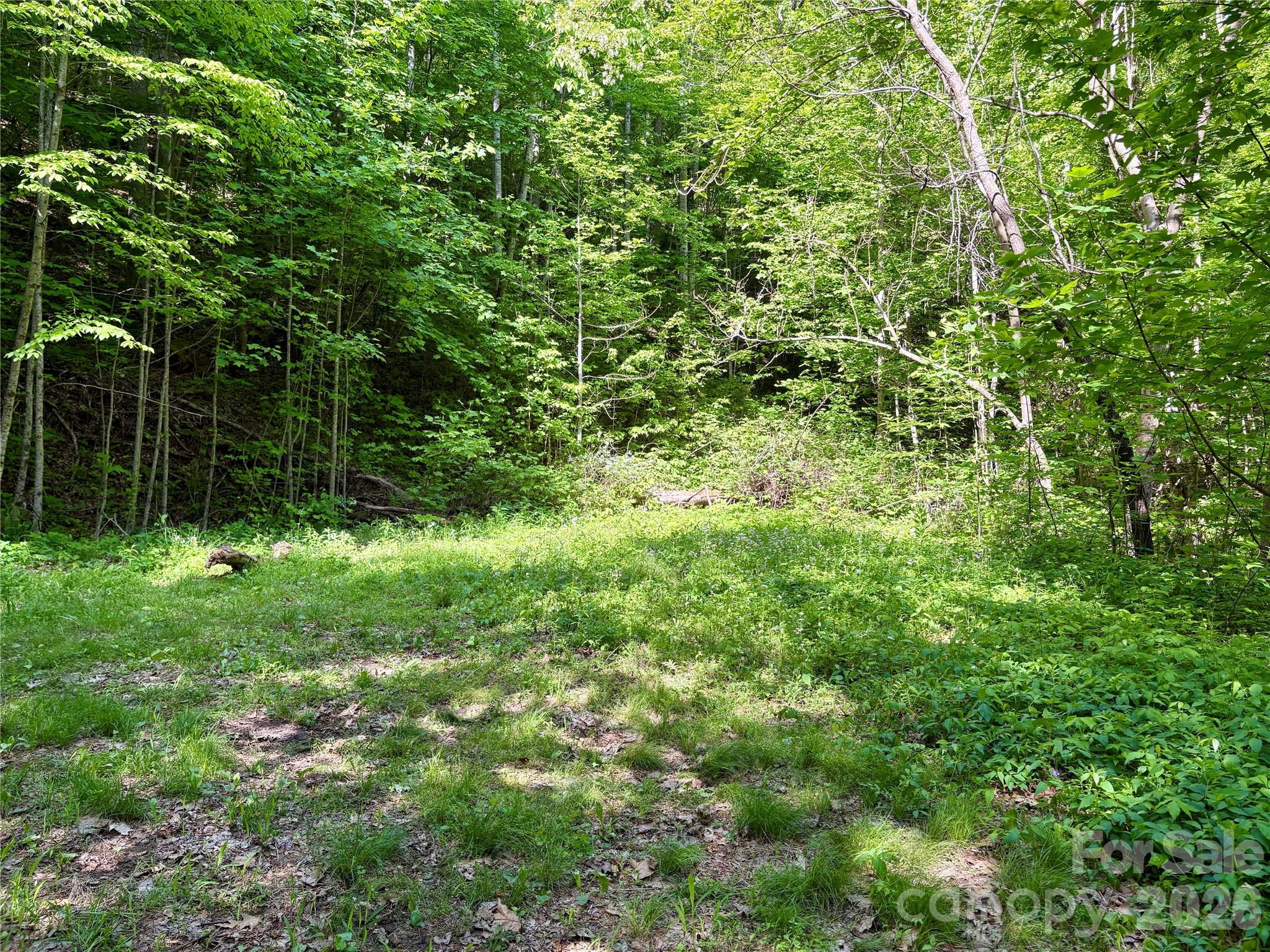 0 Carpenter Road Bryson City, NC 28713 - Photo 5 of 27 a view of a lush green forest with large trees