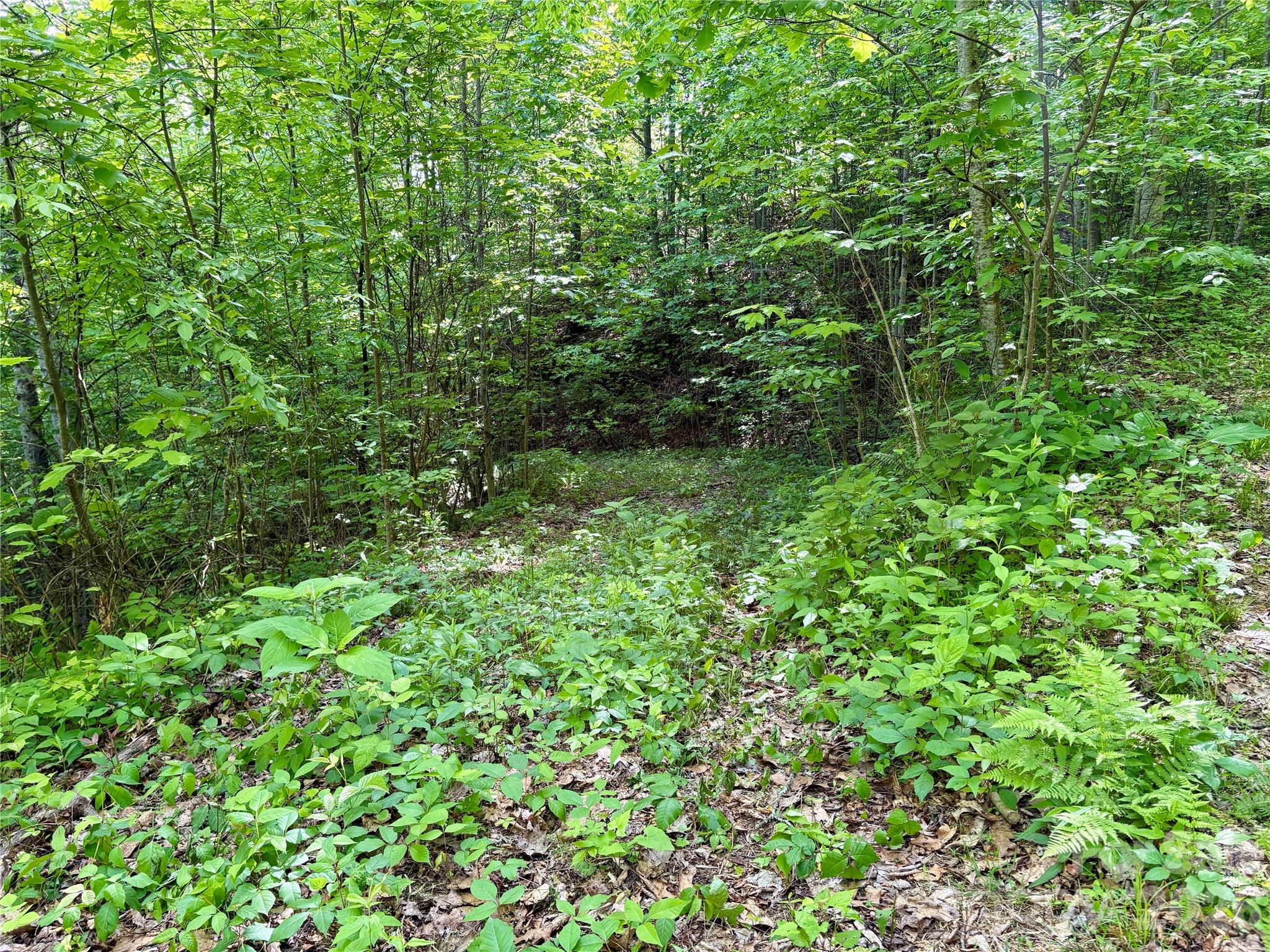 0 Carpenter Road Bryson City, NC 28713 - Photo 9 of 27 a view of a lush green forest