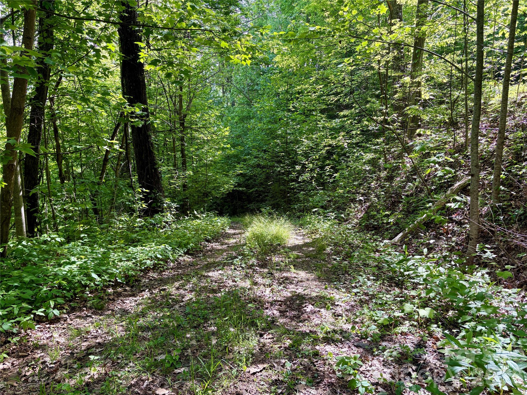 0 Carpenter Road Bryson City, NC 28713 - Photo 10 of 27 a view of a forest with lots of trees