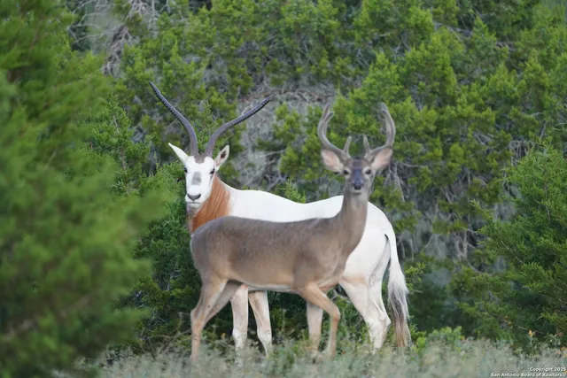 $2,299,999 | 3293 North Little Creek Road, Utopia, TX 78884