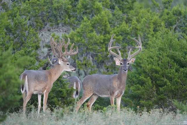 $2,299,999 | 3293 North Little Creek Road, Utopia, TX 78884