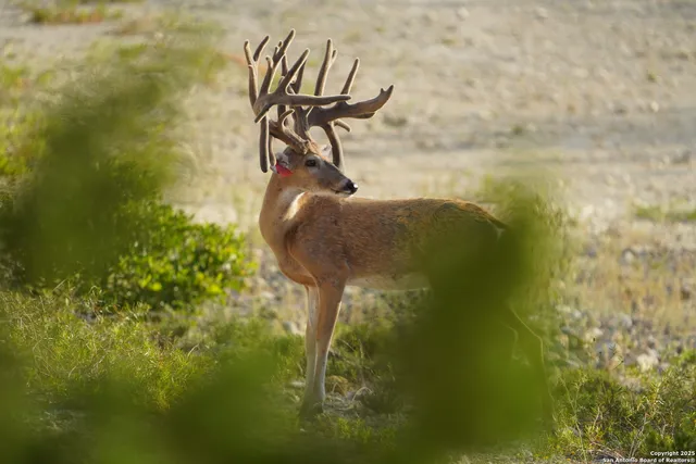 $2,299,999 | 3293 North Little Creek Road, Utopia, TX 78884