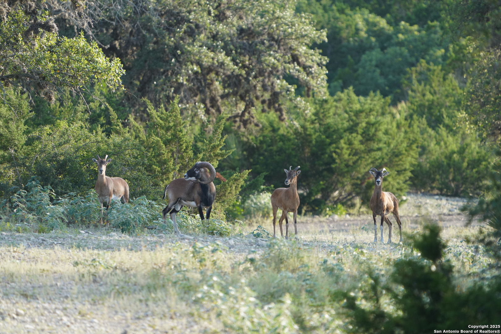 3293 North Little Creek Road Utopia, TX 78884 - Photo 59 of 65 a view of a lush green forest