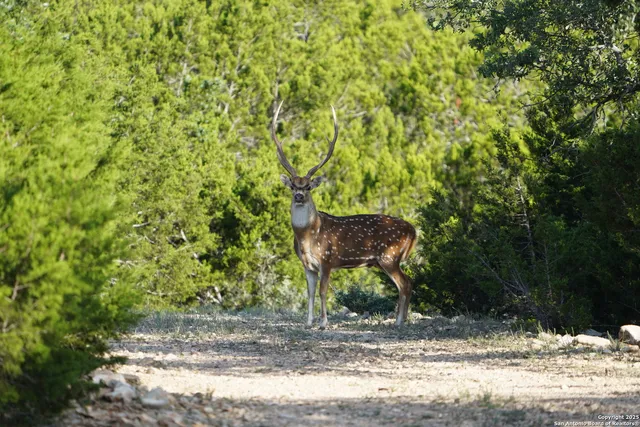 $2,299,999 | 3293 North Little Creek Road, Utopia, TX 78884