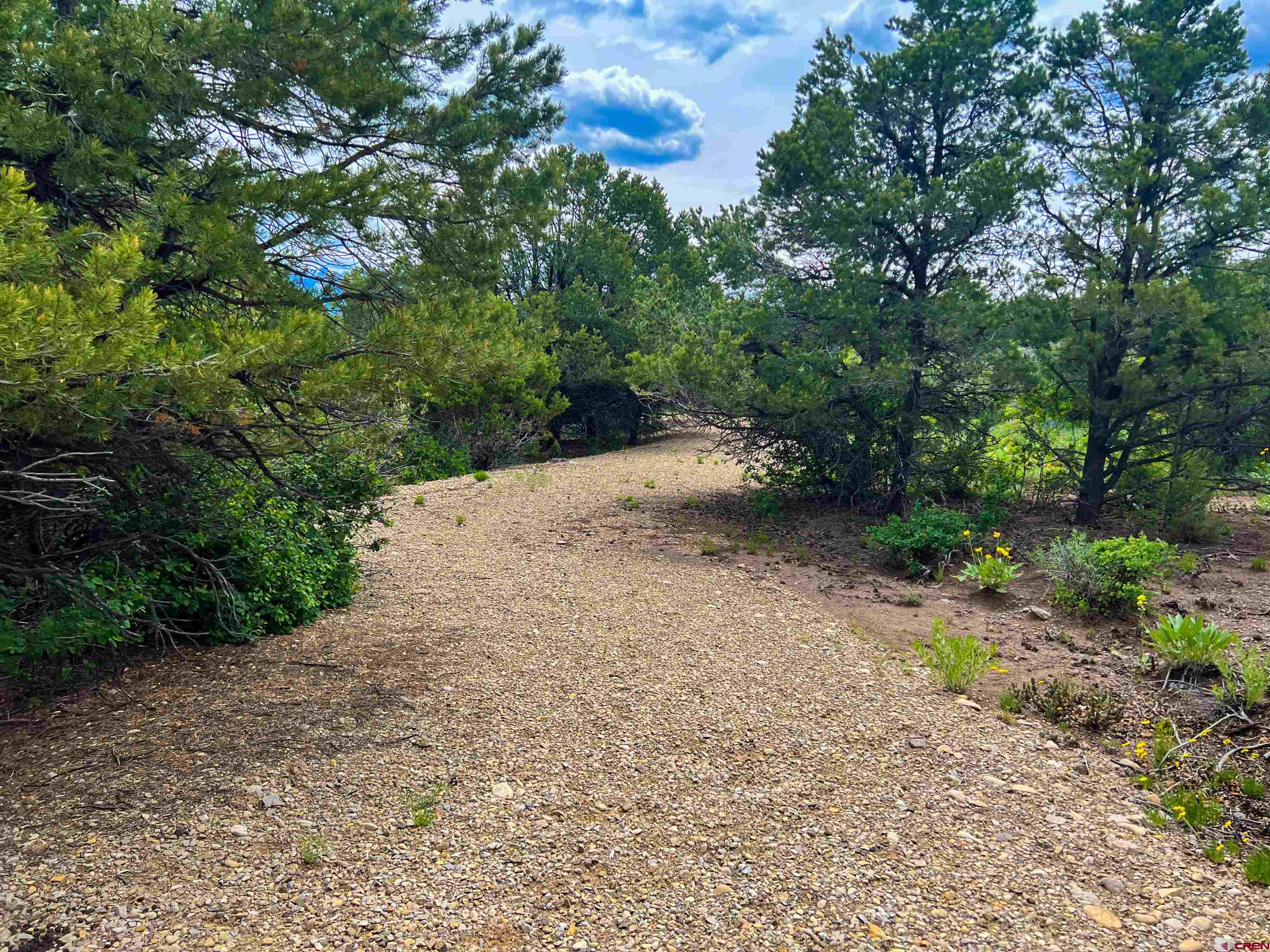 818 Pine Drive Ridgway, CO 81432 - Photo 14 of 25 a view of a dirt road with trees in the background