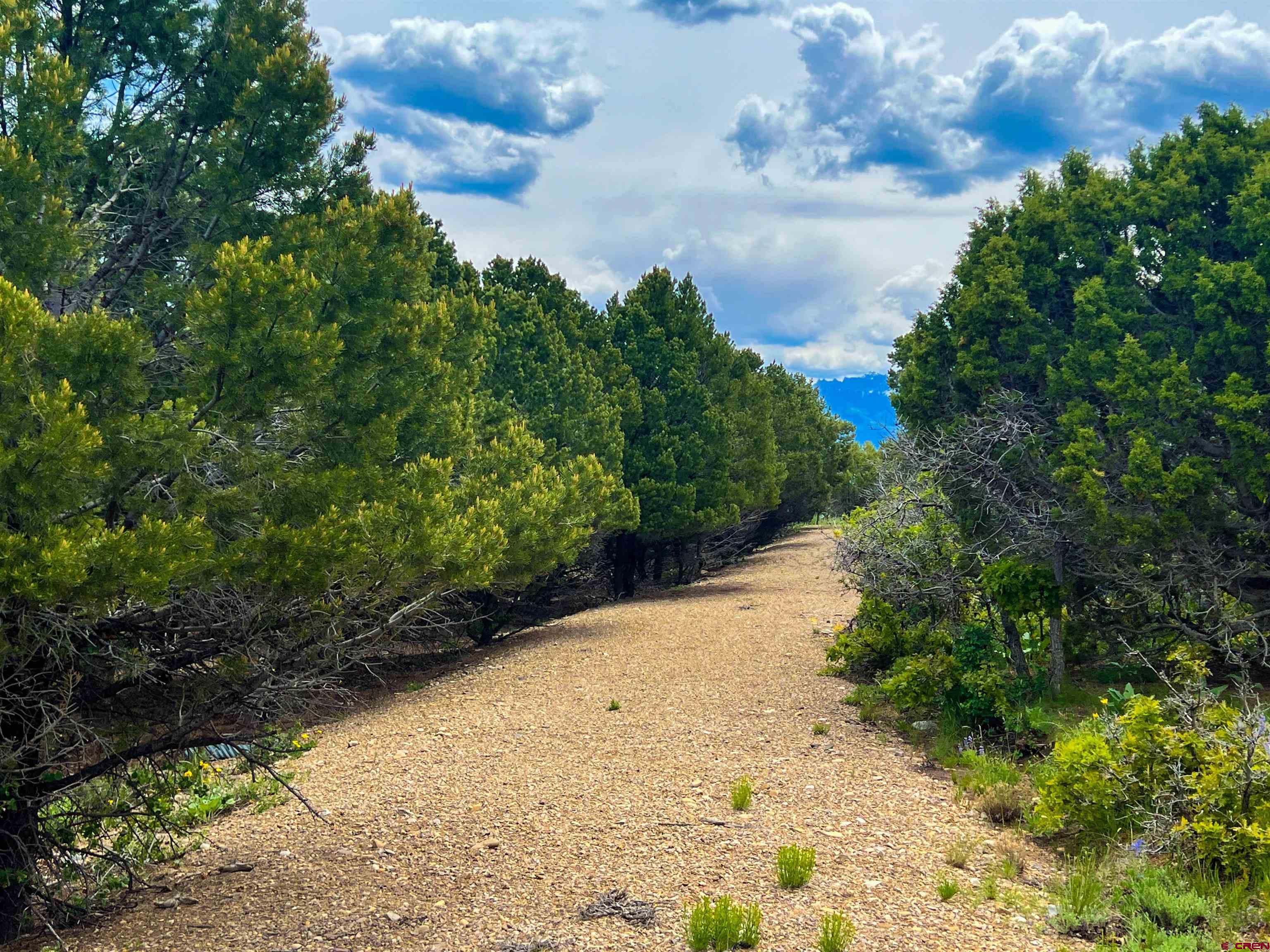 818 Pine Drive Ridgway, CO 81432 - Photo 16 of 25 a view of a pathway with a yard