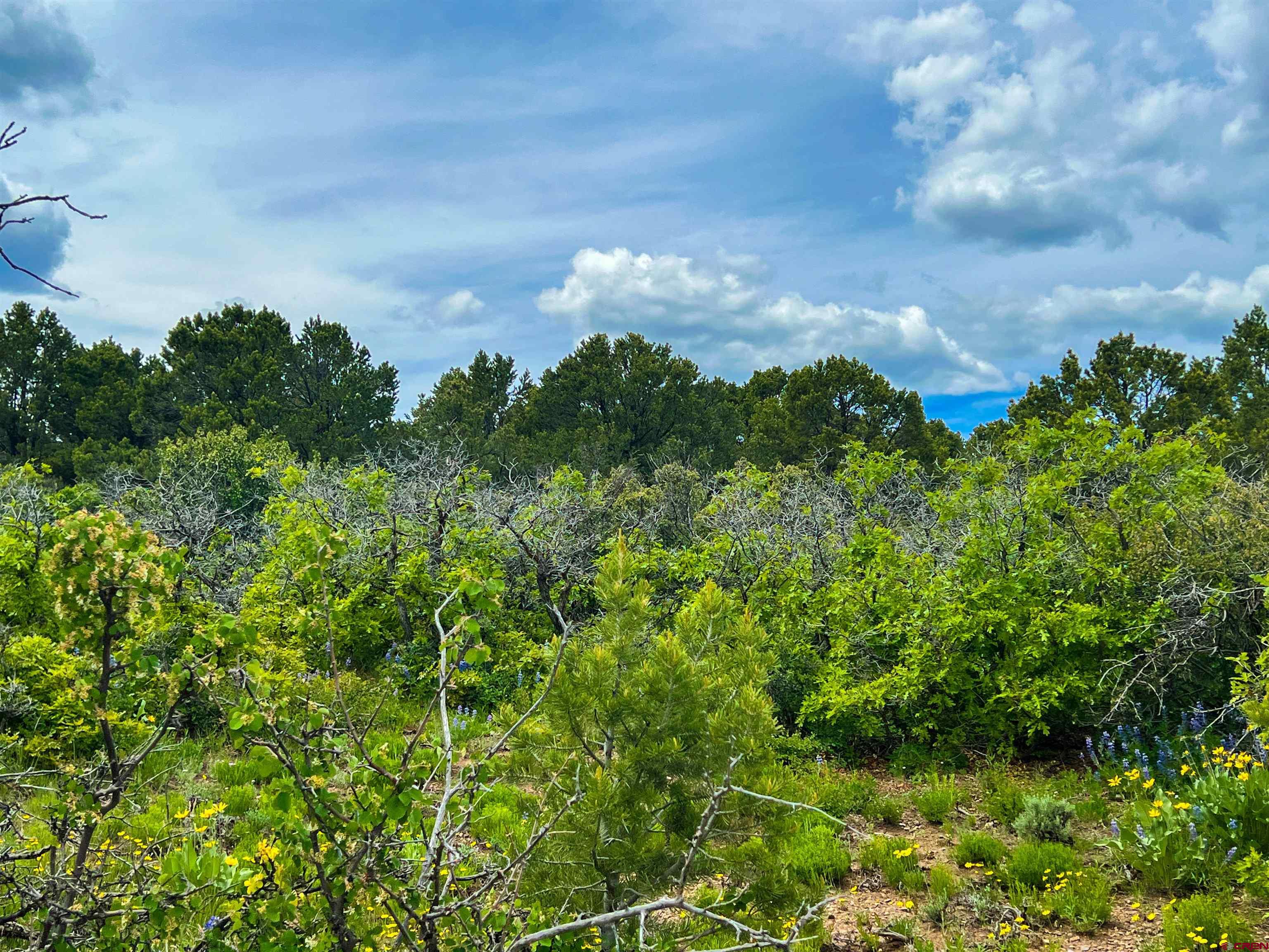 818 Pine Drive Ridgway, CO 81432 - Photo 17 of 25 a view of a lake