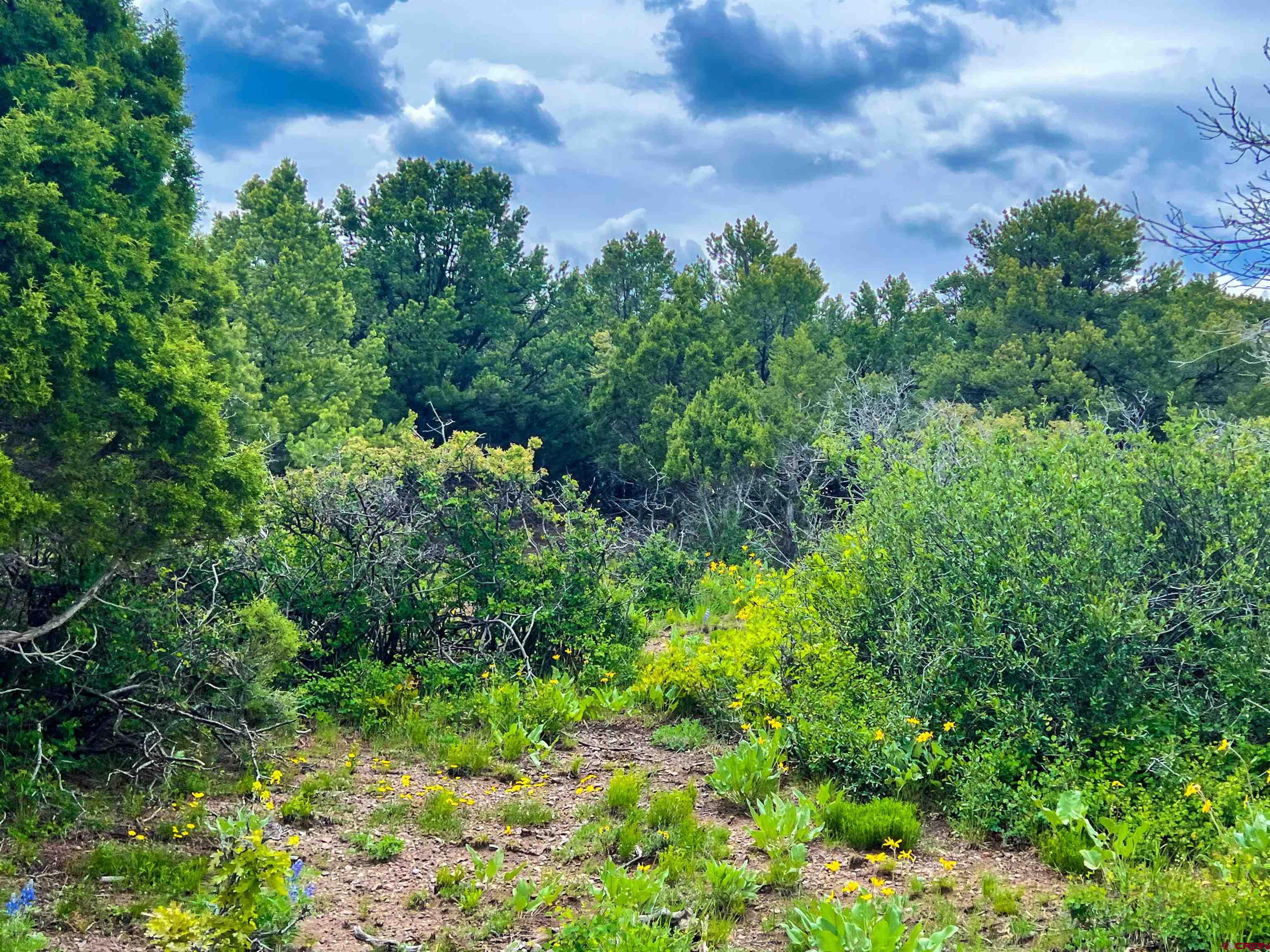 818 Pine Drive Ridgway, CO 81432 - Photo 18 of 25 a view of a garden