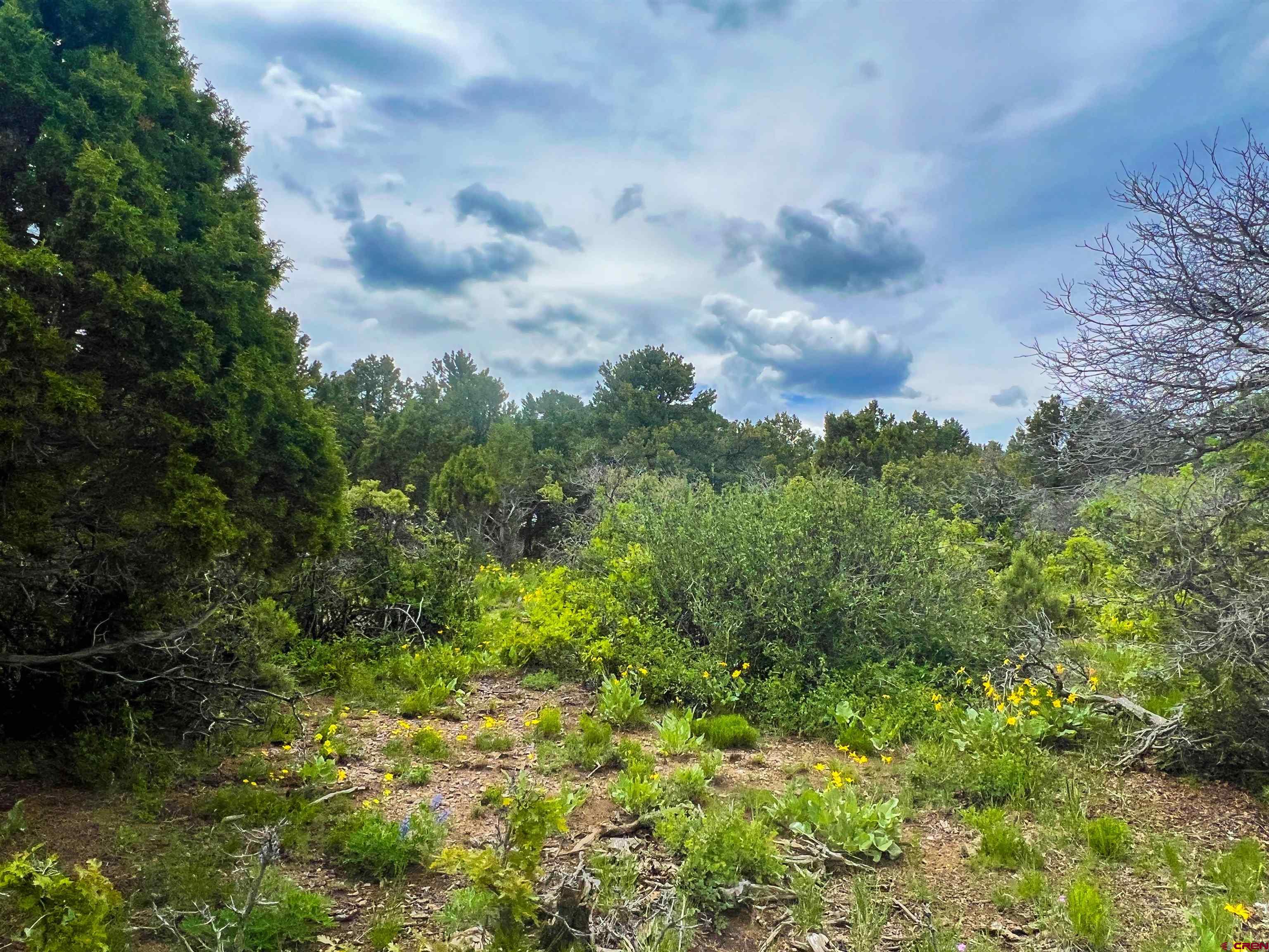 818 Pine Drive Ridgway, CO 81432 - Photo 19 of 25