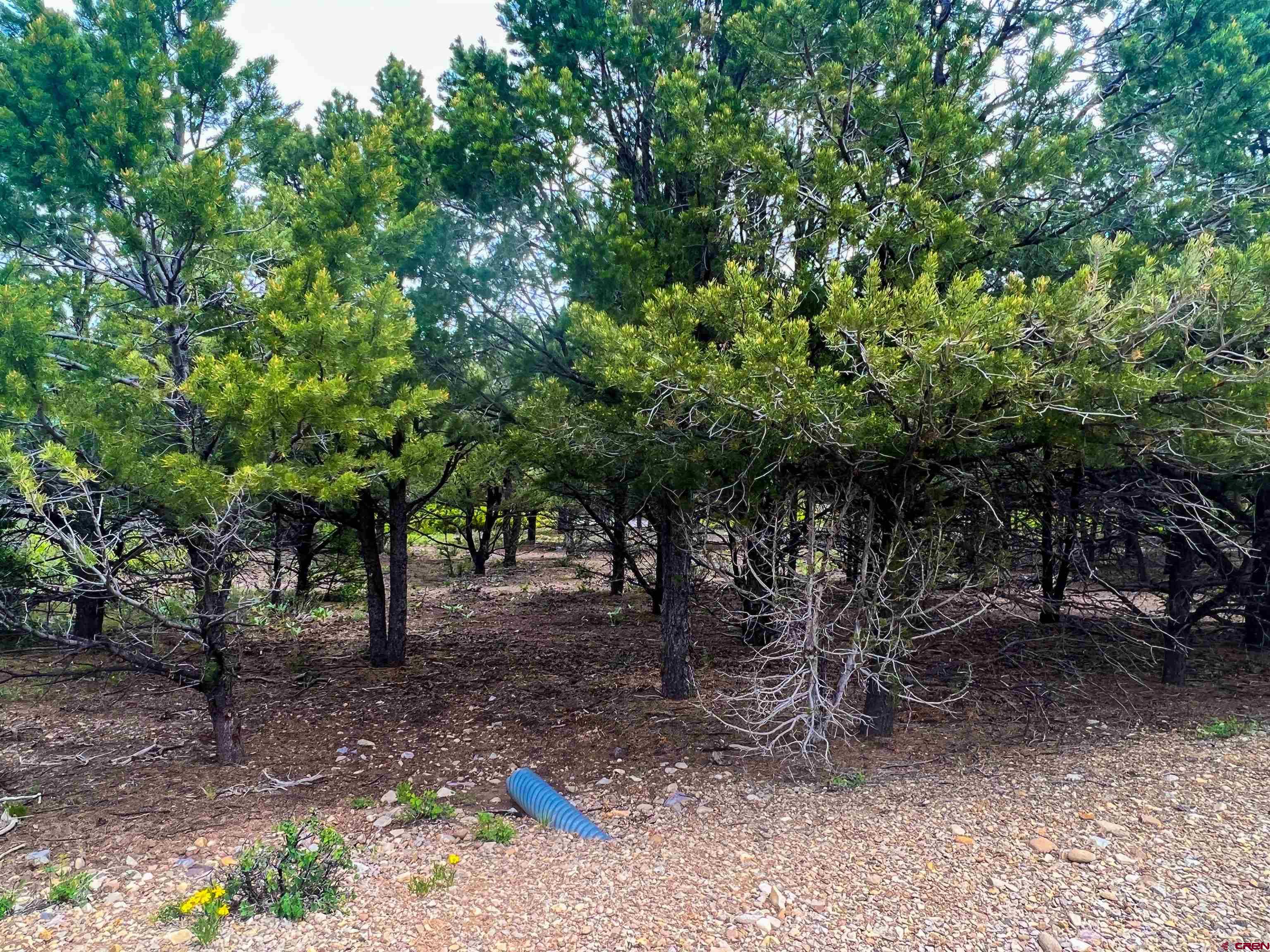 818 Pine Drive Ridgway, CO 81432 - Photo 20 of 25 a view of a tree in a yard