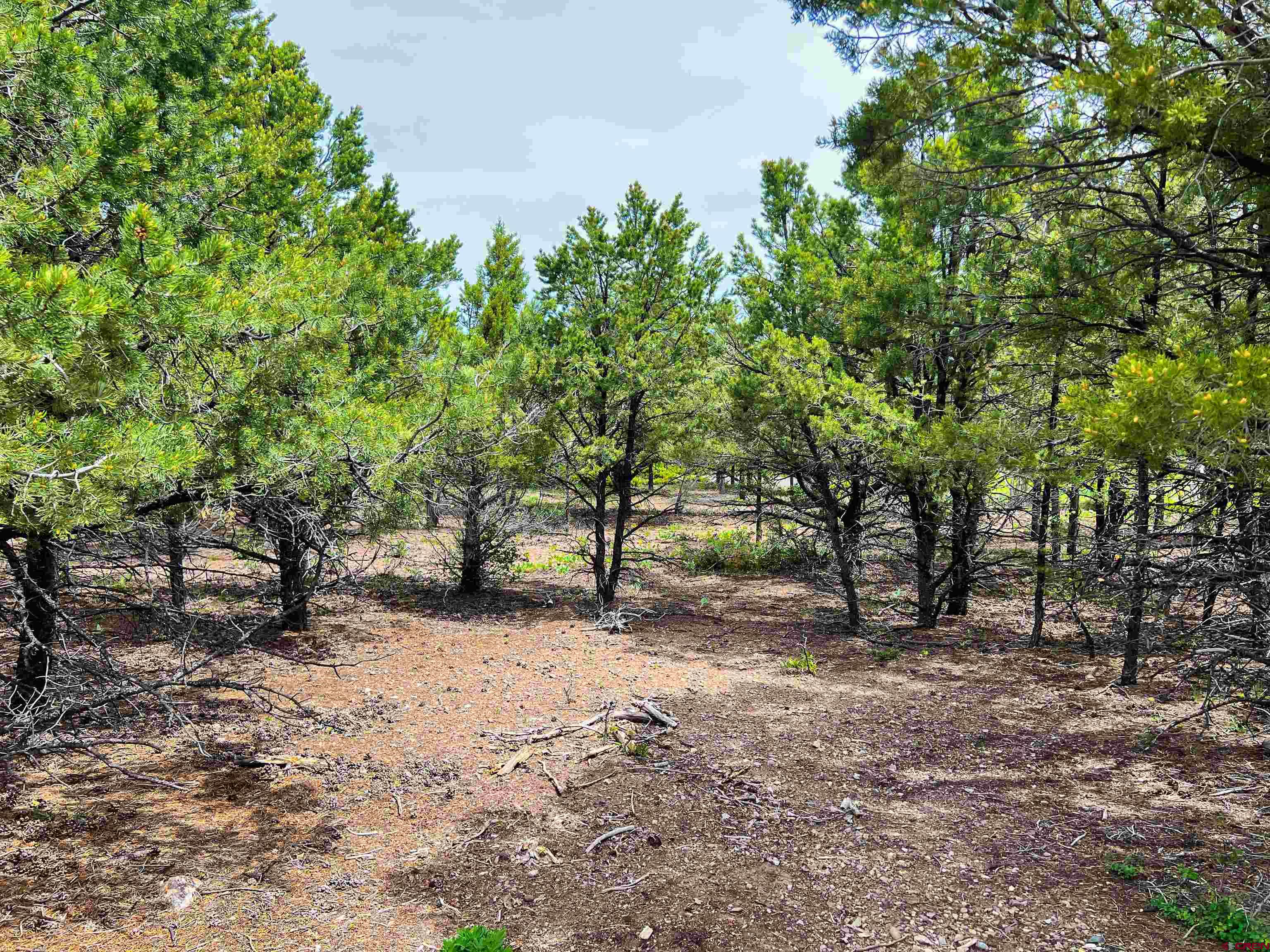 818 Pine Drive Ridgway, CO 81432 - Photo 21 of 25 a view of a tree in the middle of a yard
