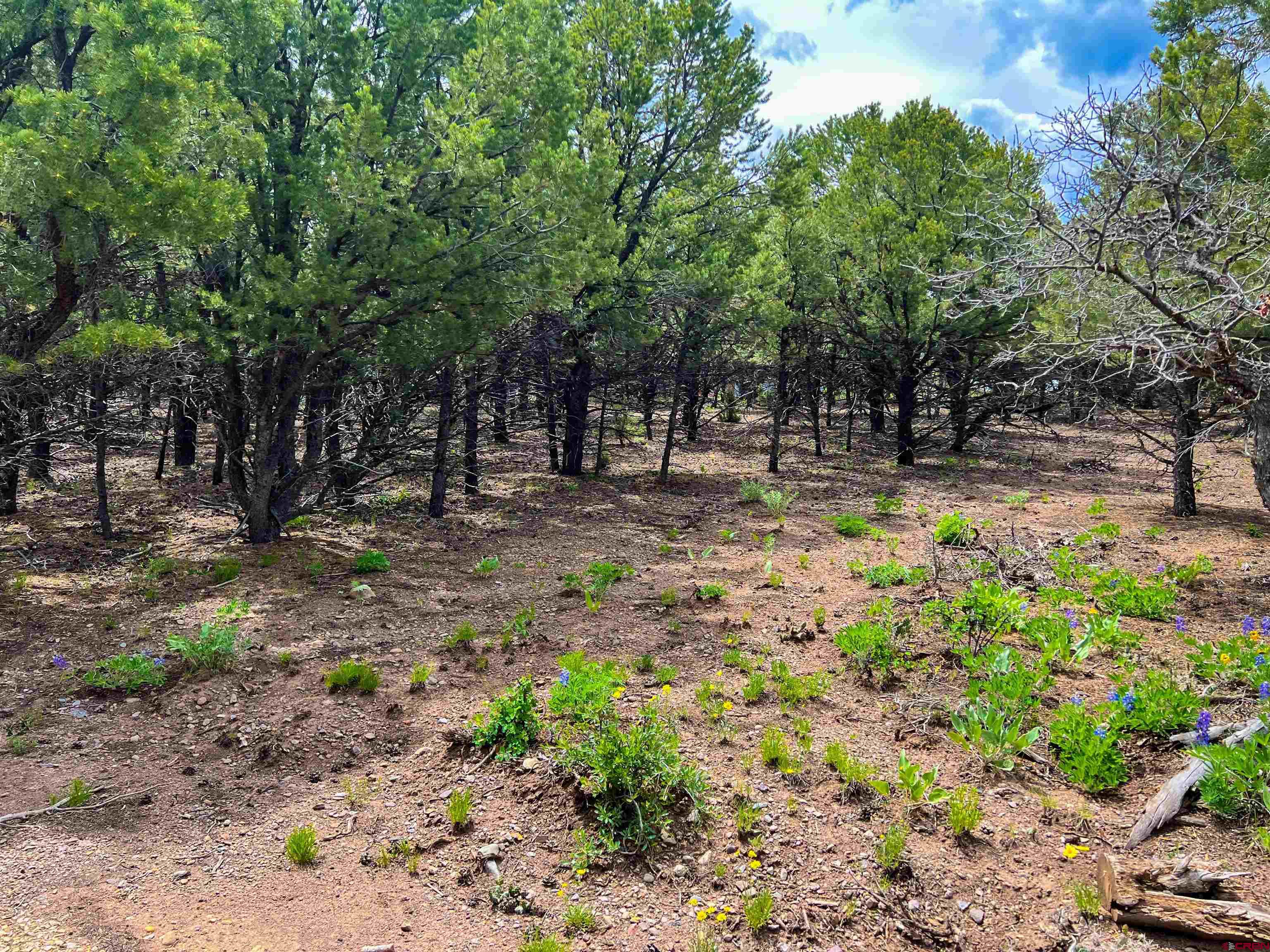 818 Pine Drive Ridgway, CO 81432 - Photo 22 of 25 a fire hydrant in the middle of a forest