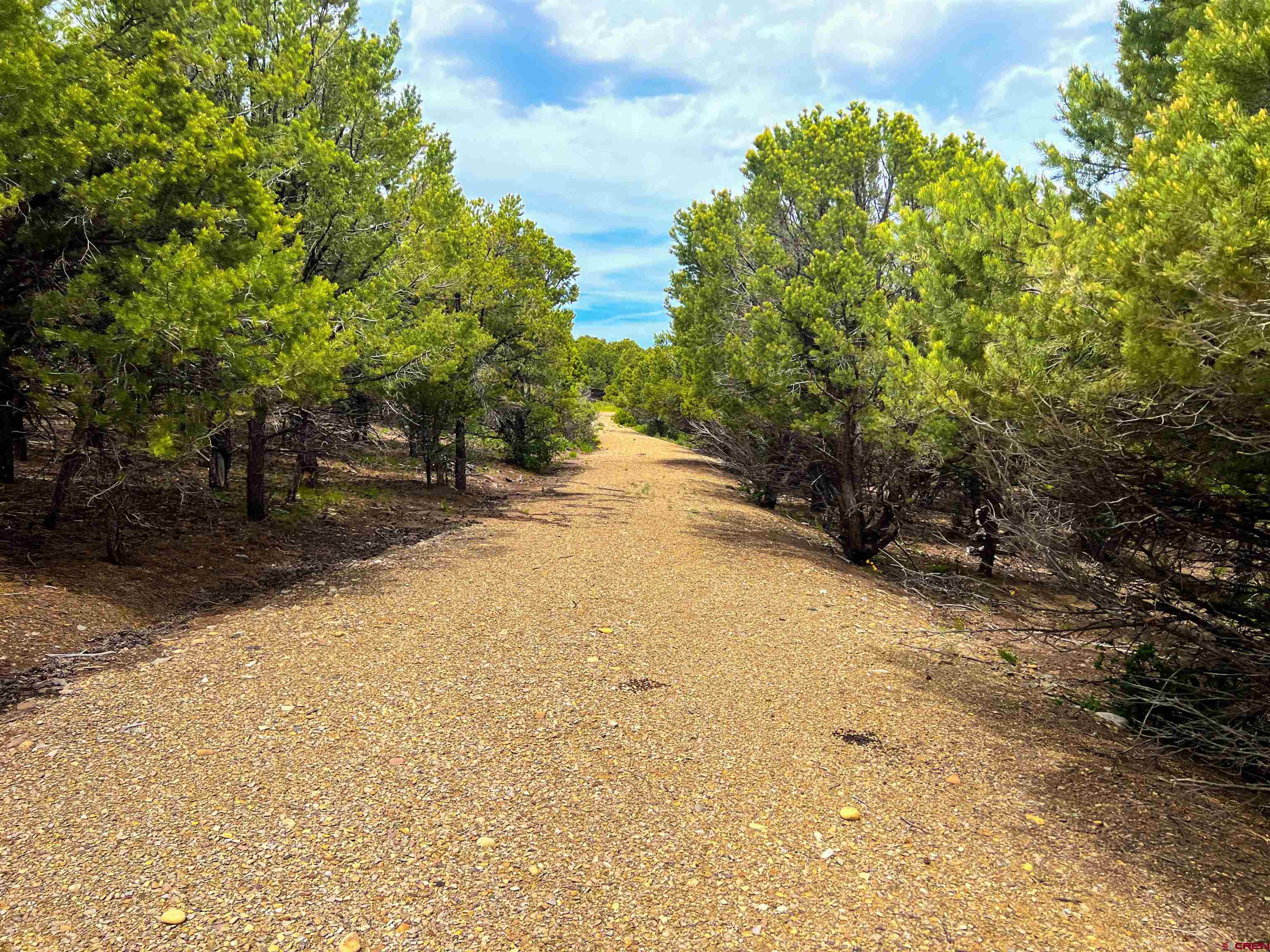 818 Pine Drive Ridgway, CO 81432 - Photo 25 of 25 a view of a yard with plants and trees