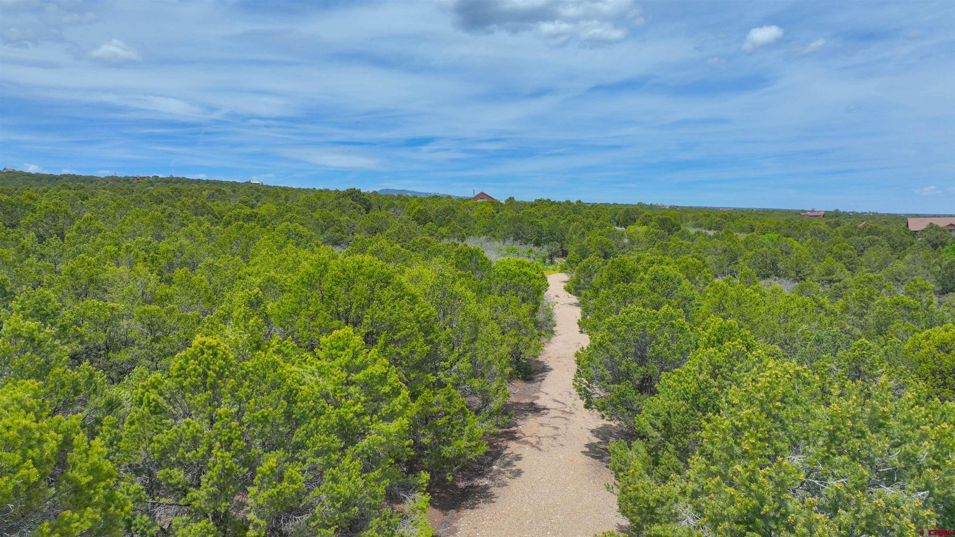 818 Pine Drive Ridgway, CO 81432 - Photo 8 of 25 a view of a yard with an trees