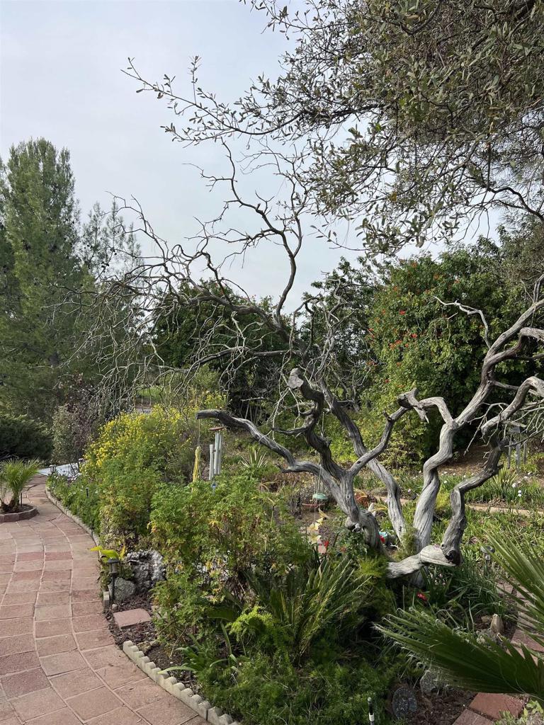 18218 Paradise Mountain Road, Unit SPACE 83 Valley Center, CA 92082 - Photo 43 of 50 a picture of a tree