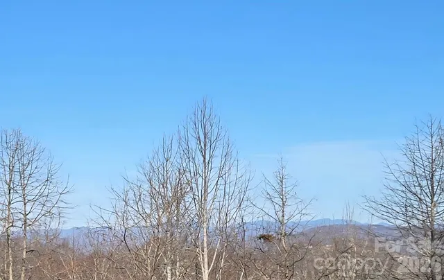 a view of a dry yard with trees in the background