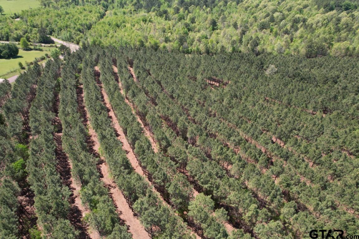 Tbd Lincoln Springs Road Gladewater, TX 75647 - Photo 7 of 13 a view of a forest with a houses