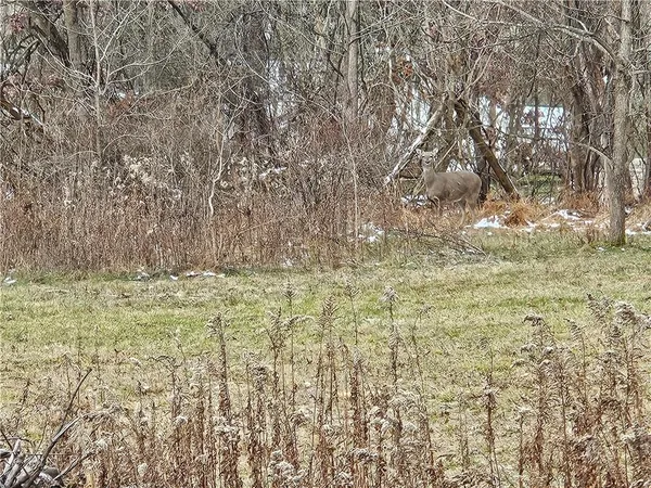 a view of yard