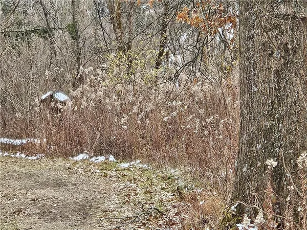 a view of a dry yard