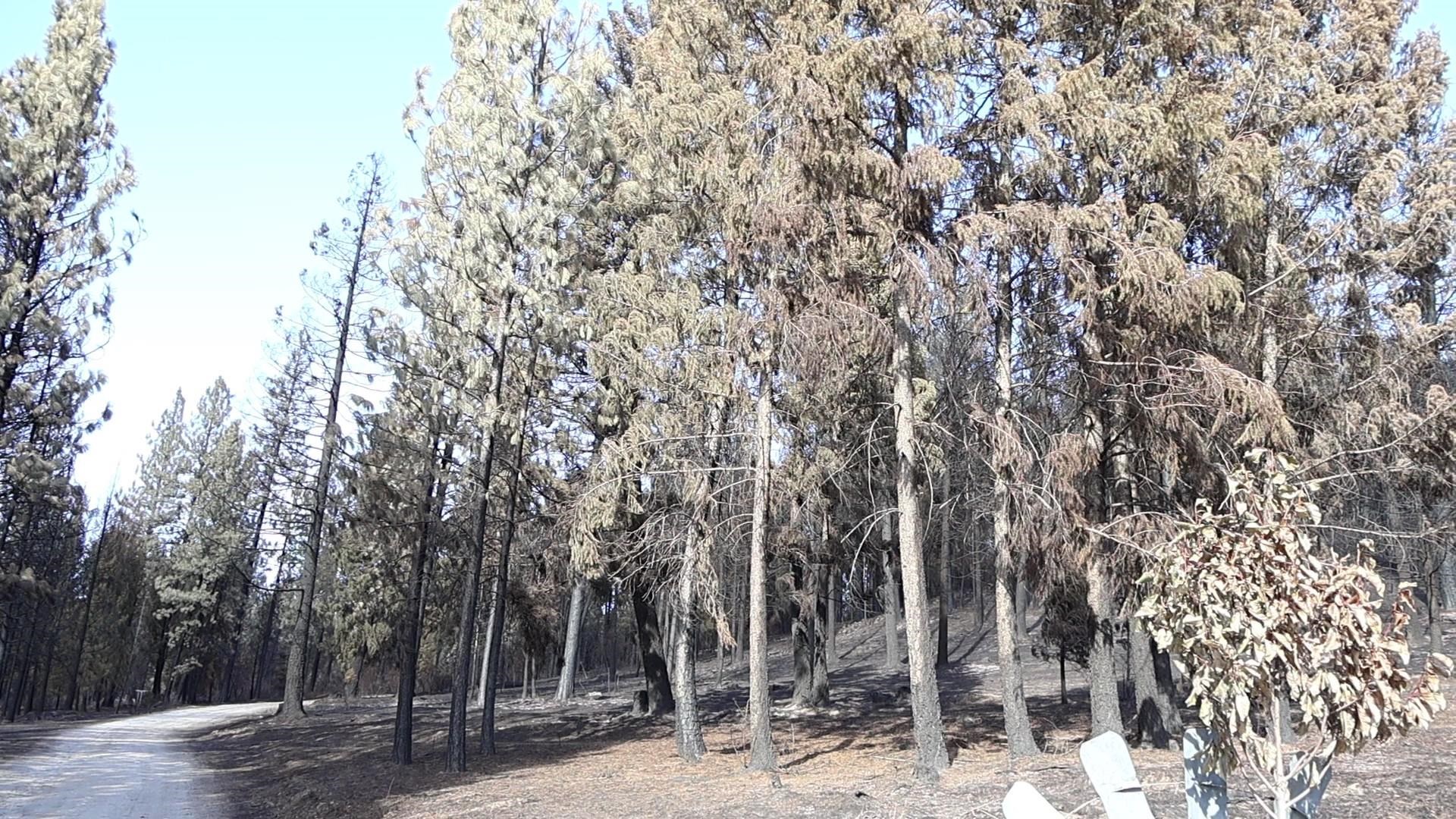 16512 East Oregon Road Elk, WA 99009 - Photo 11 of 49