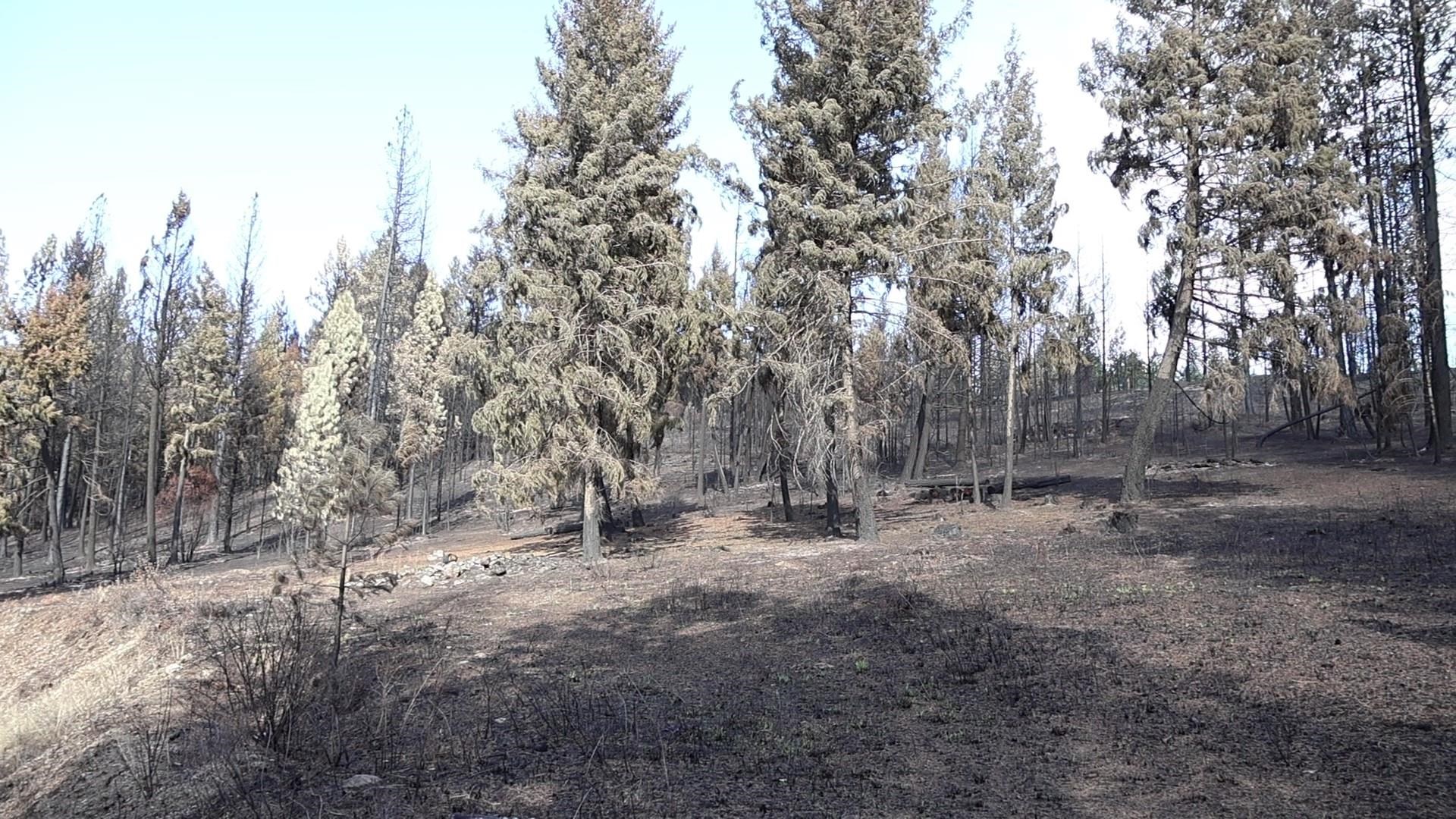 16512 East Oregon Road Elk, WA 99009 - Photo 12 of 49
