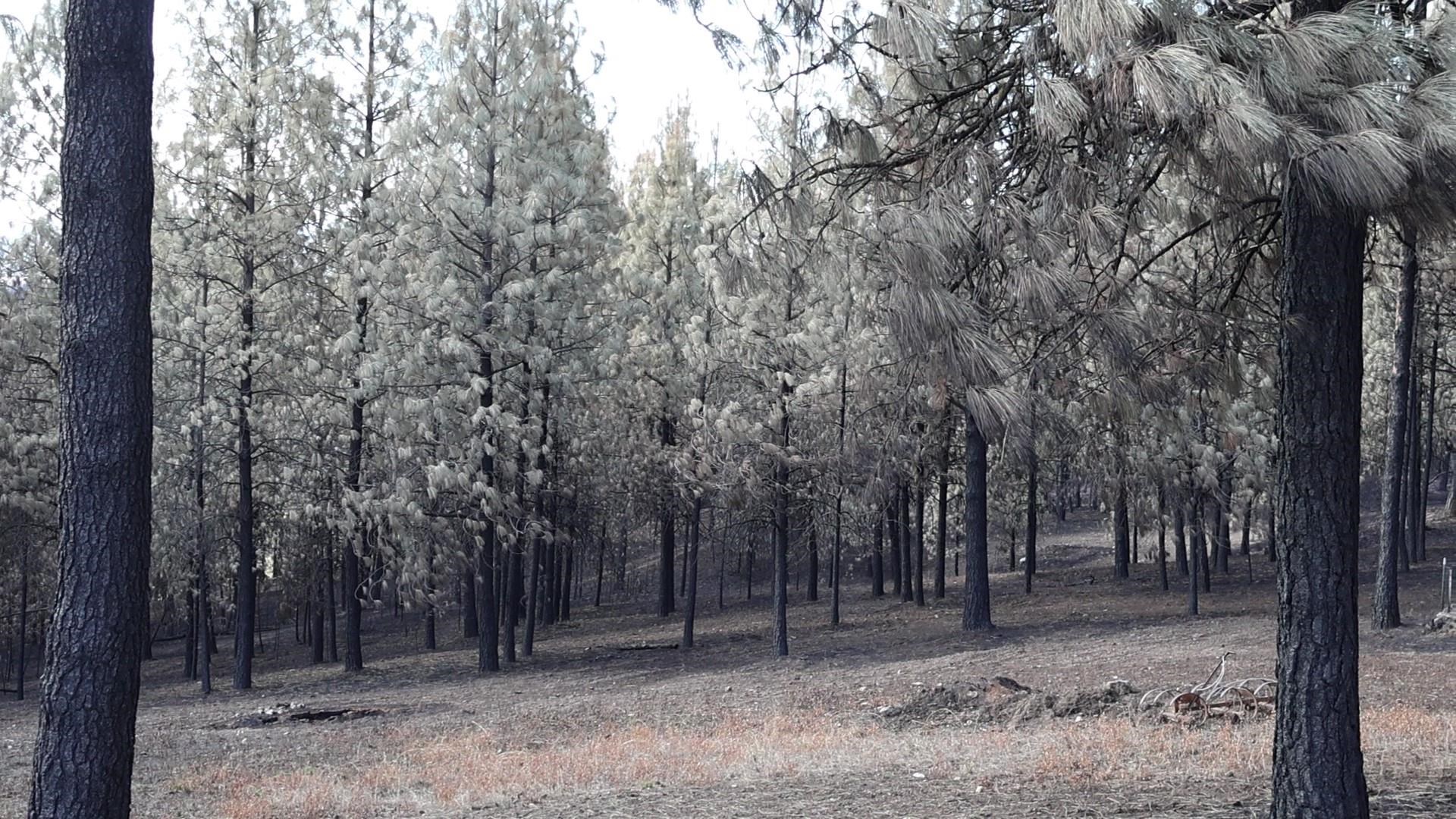 16512 East Oregon Road Elk, WA 99009 - Photo 13 of 49