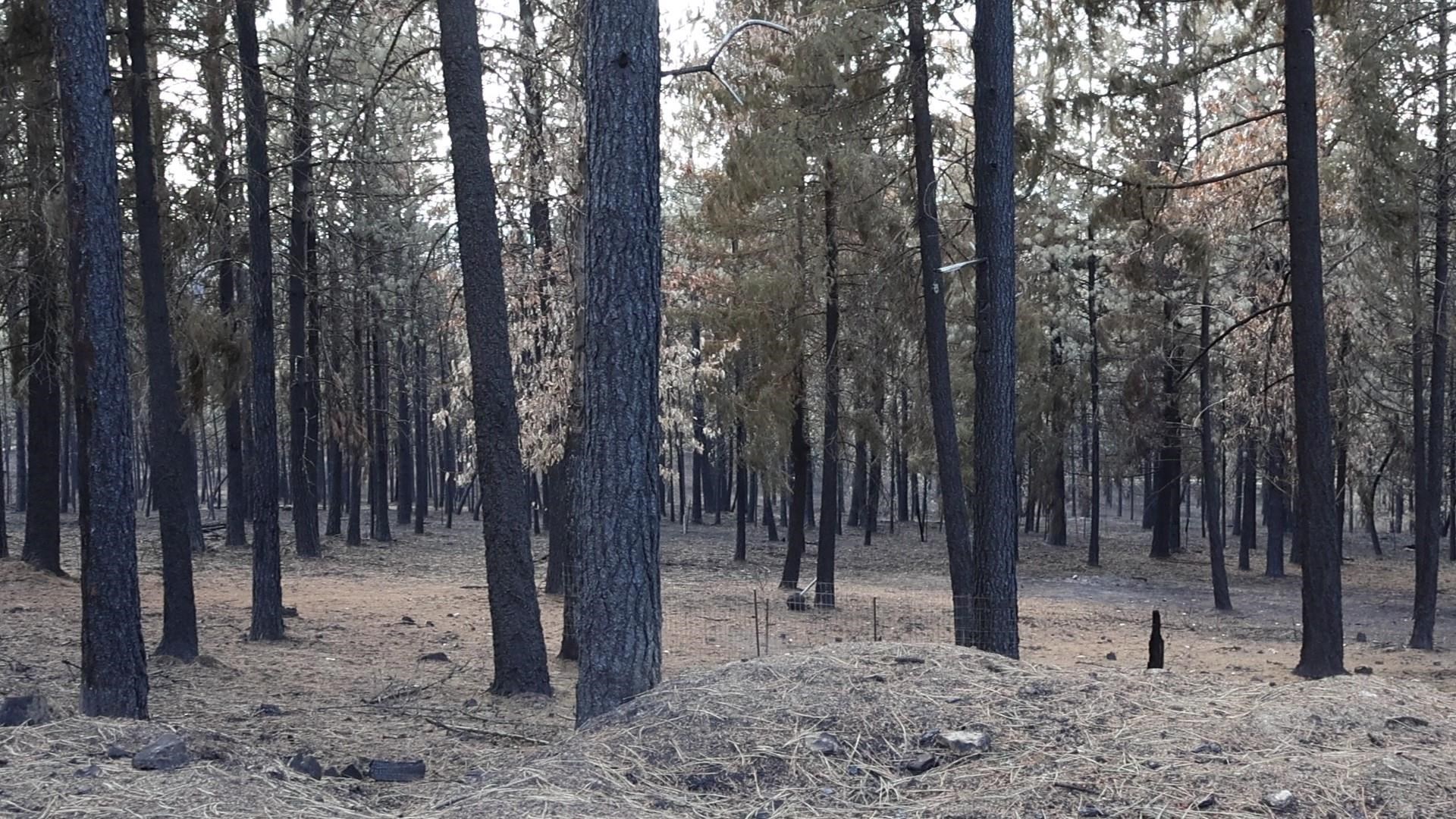 16512 East Oregon Road Elk, WA 99009 - Photo 14 of 49