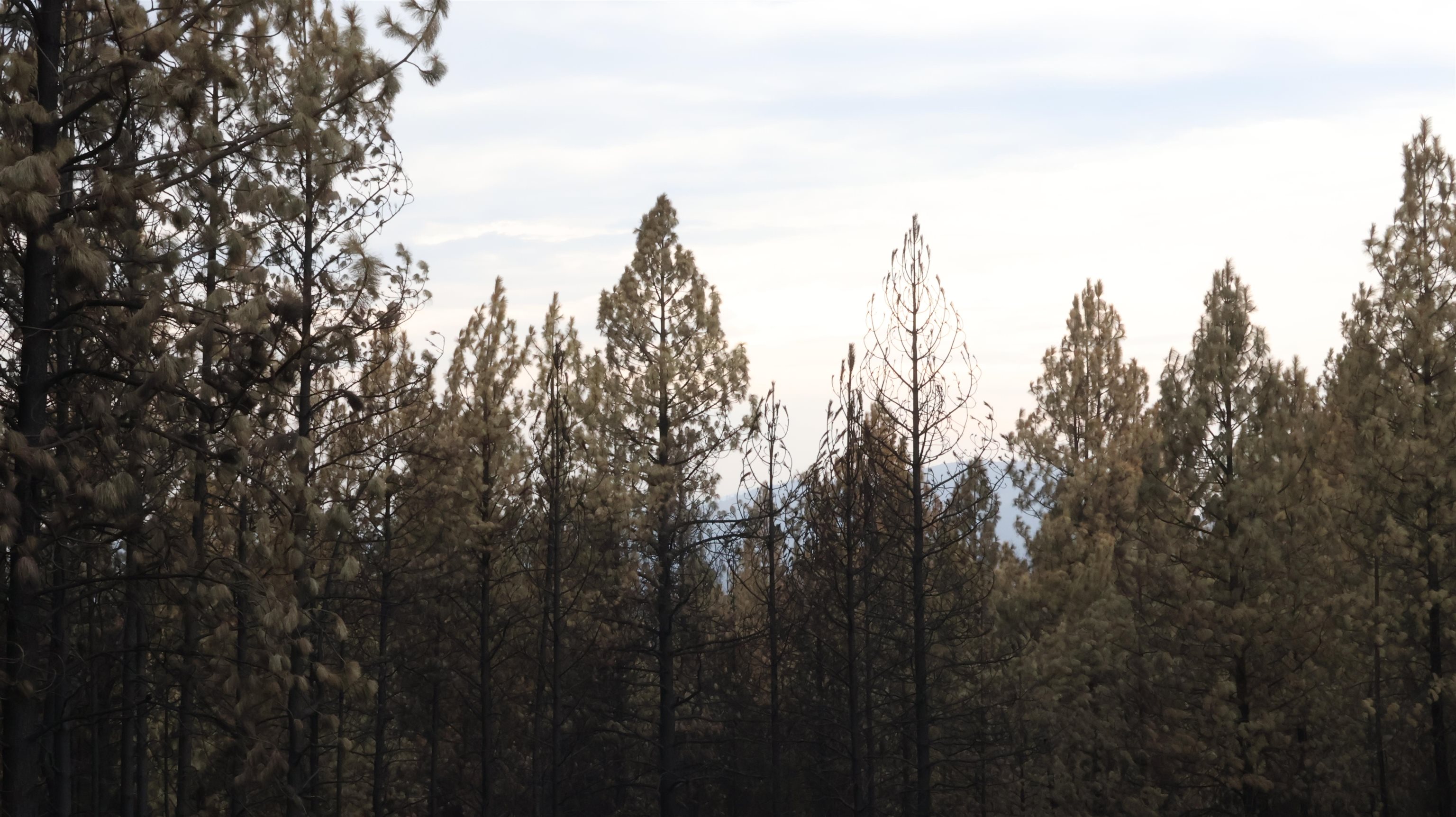 16512 East Oregon Road Elk, WA 99009 - Photo 15 of 49