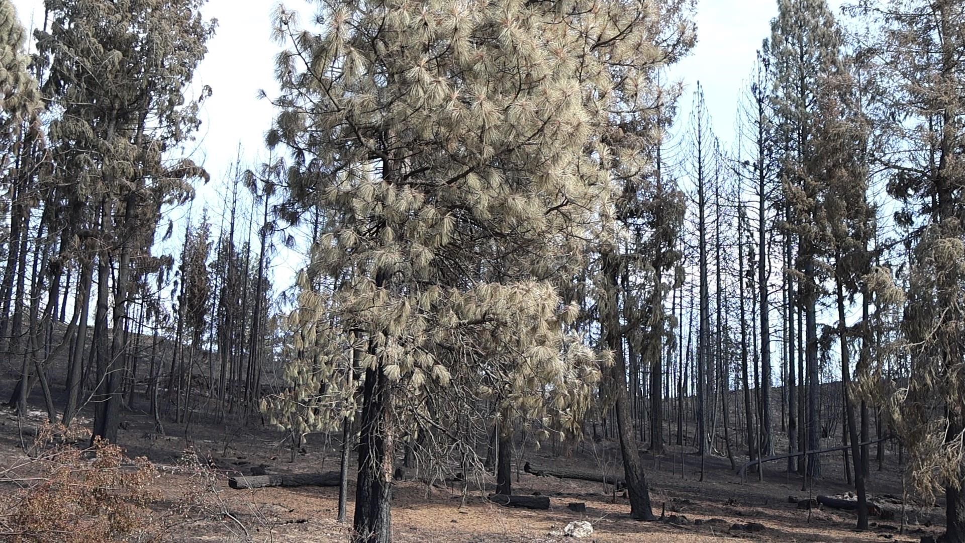 16512 East Oregon Road Elk, WA 99009 - Photo 16 of 49