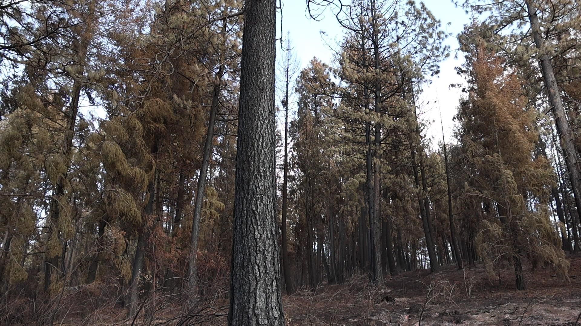 16512 East Oregon Road Elk, WA 99009 - Photo 17 of 49