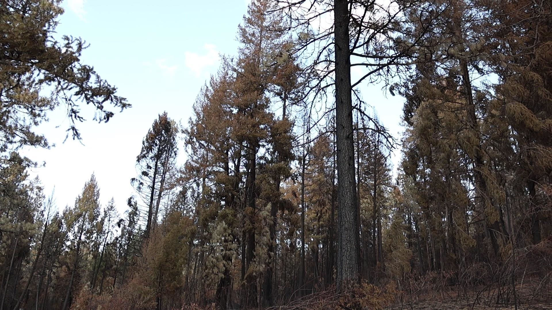 16512 East Oregon Road Elk, WA 99009 - Photo 18 of 49