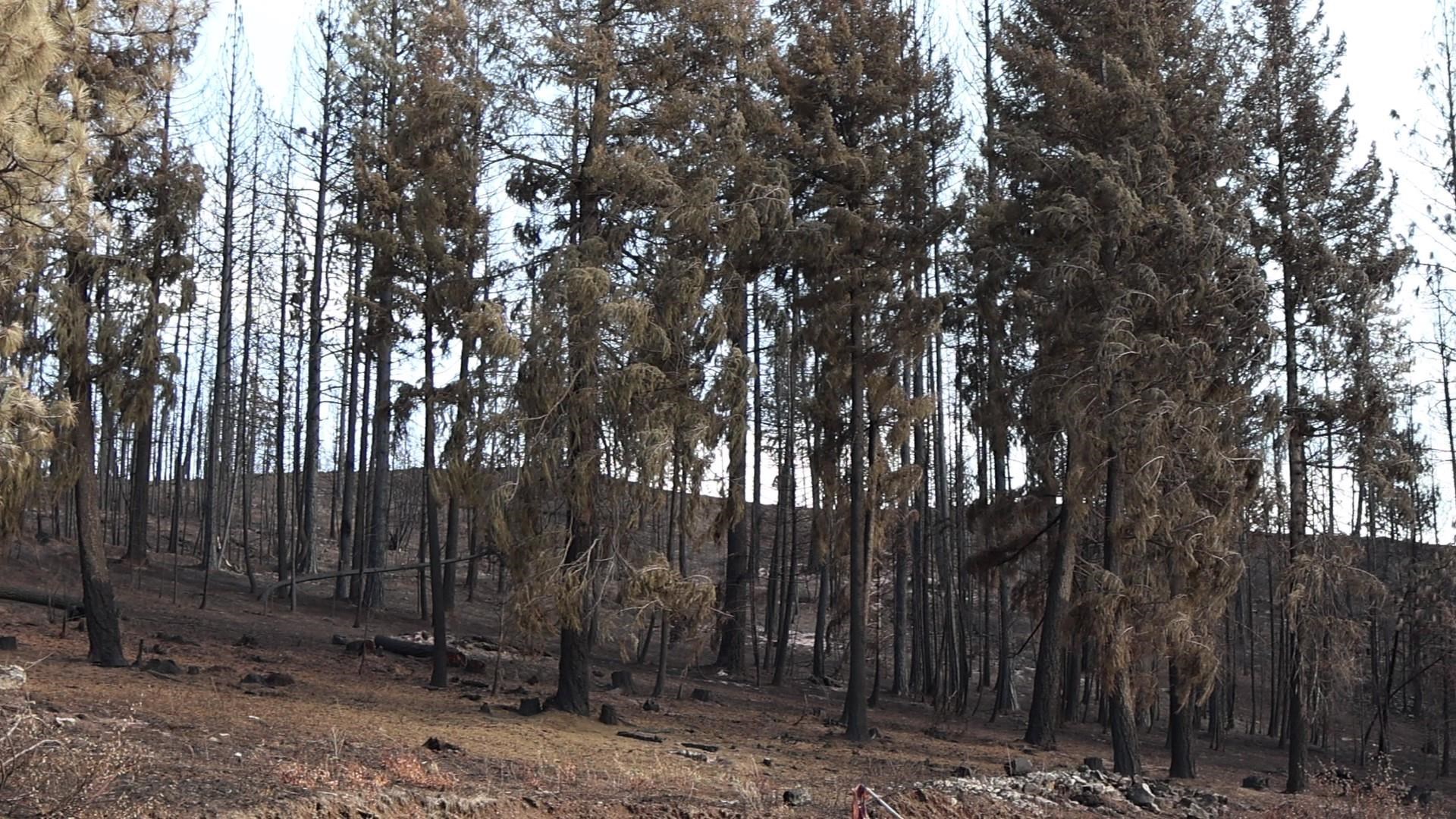 16512 East Oregon Road Elk, WA 99009 - Photo 19 of 49