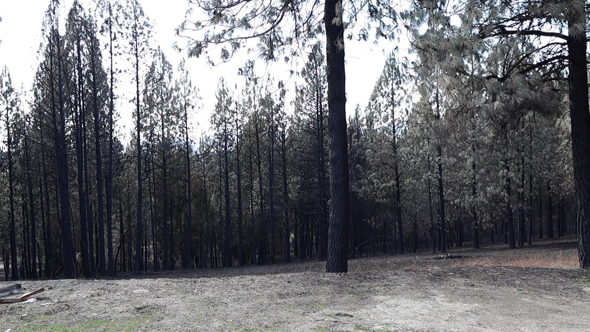 16512 East Oregon Road Elk, WA 99009 - Photo 22 of 49