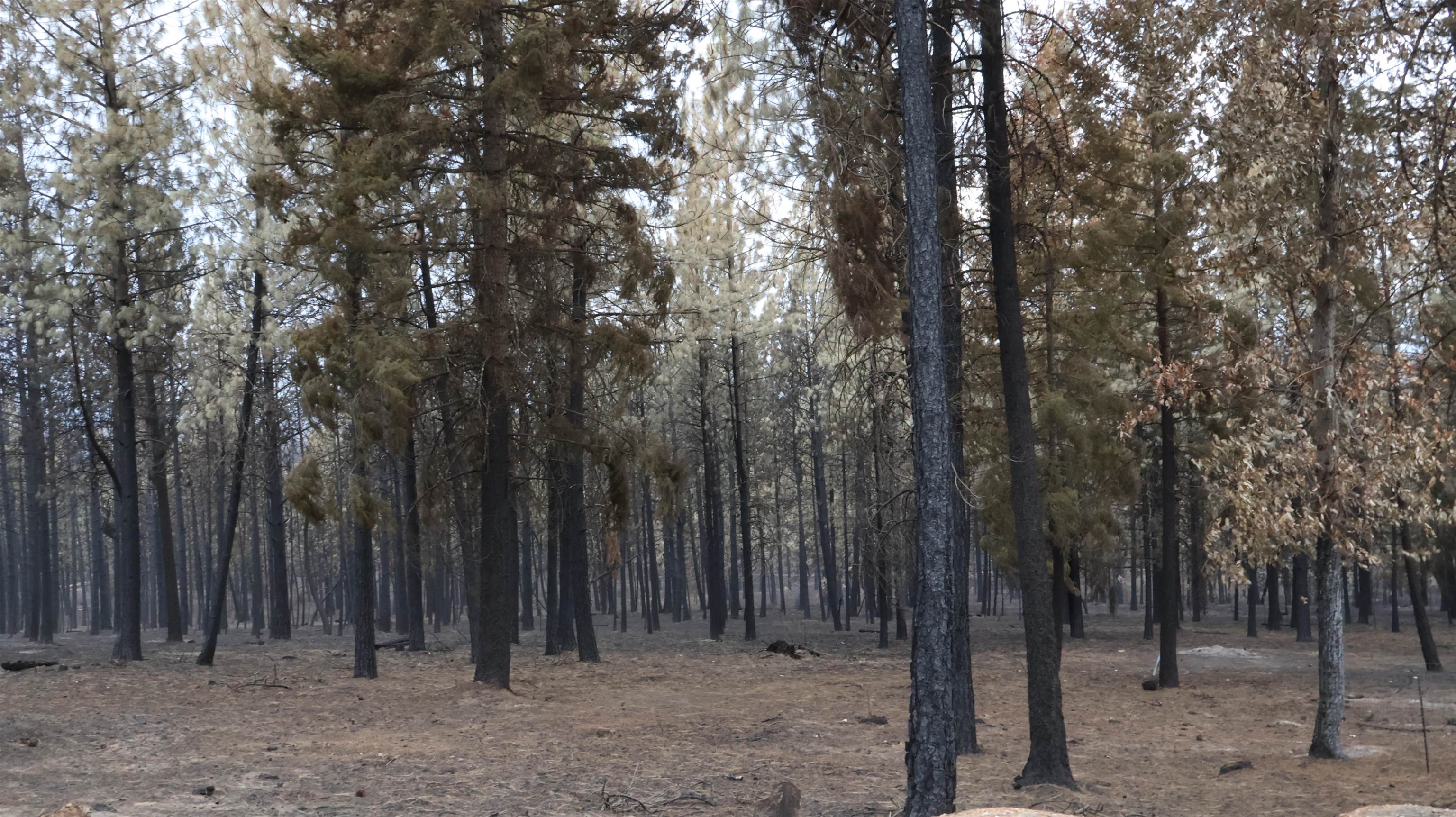 16512 East Oregon Road Elk, WA 99009 - Photo 25 of 49